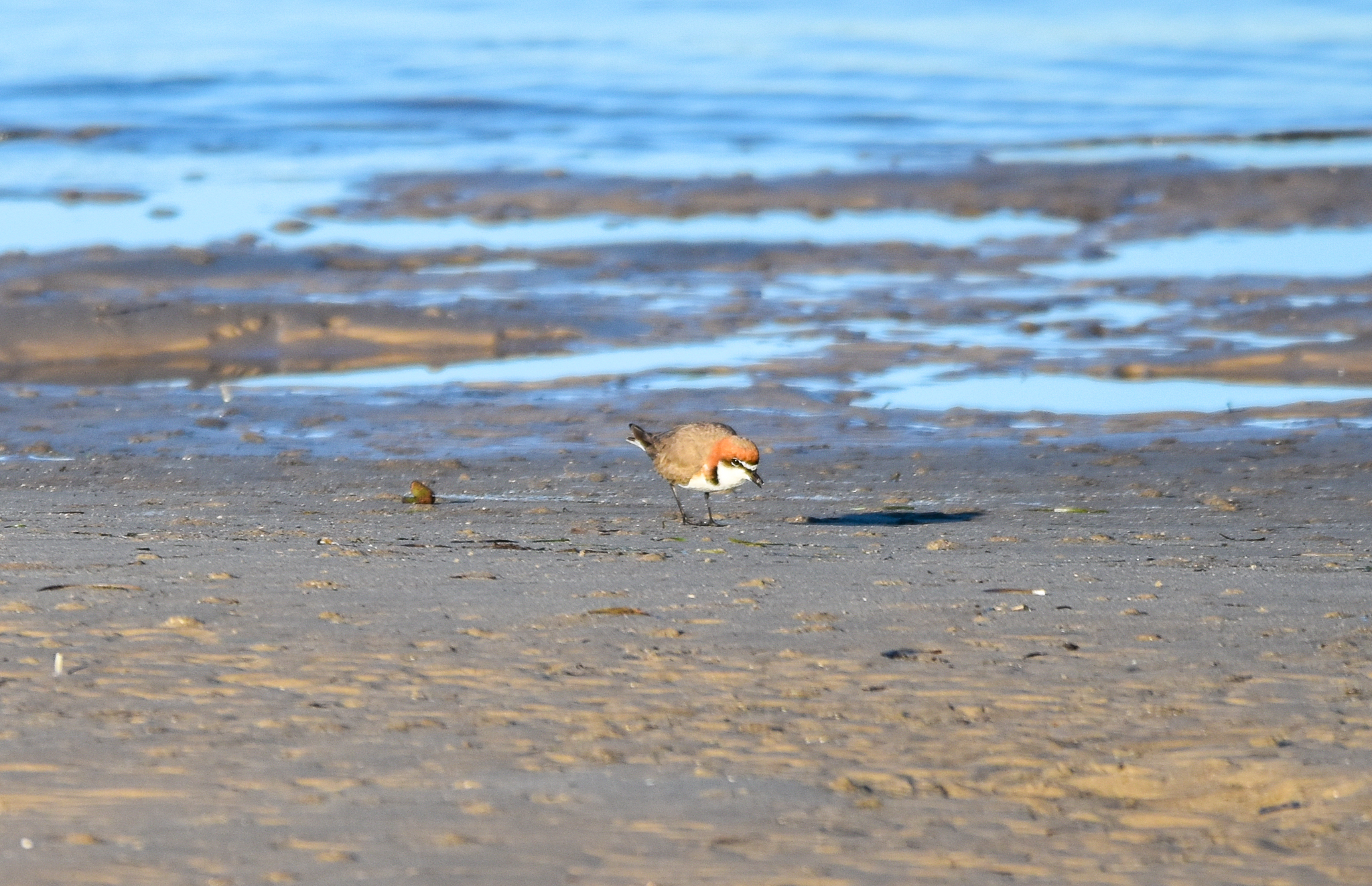 Red-capped Plover