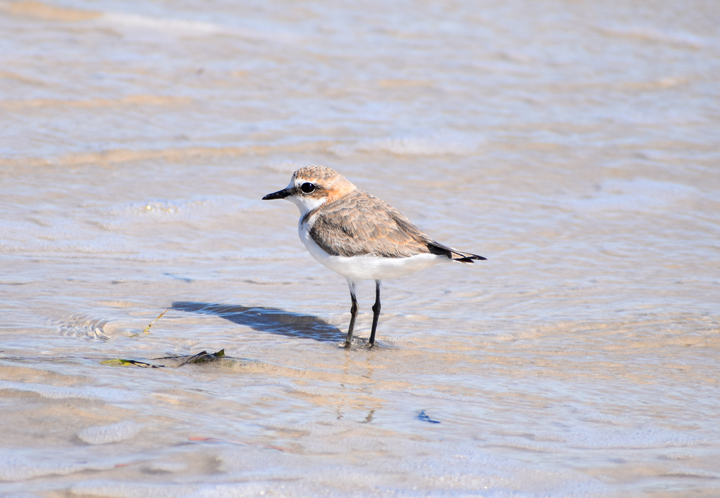 Red-capped Plover