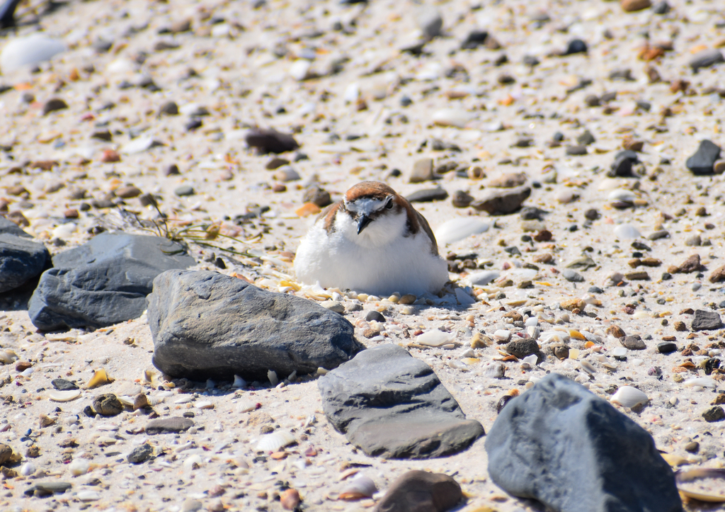 Red-capped Plover