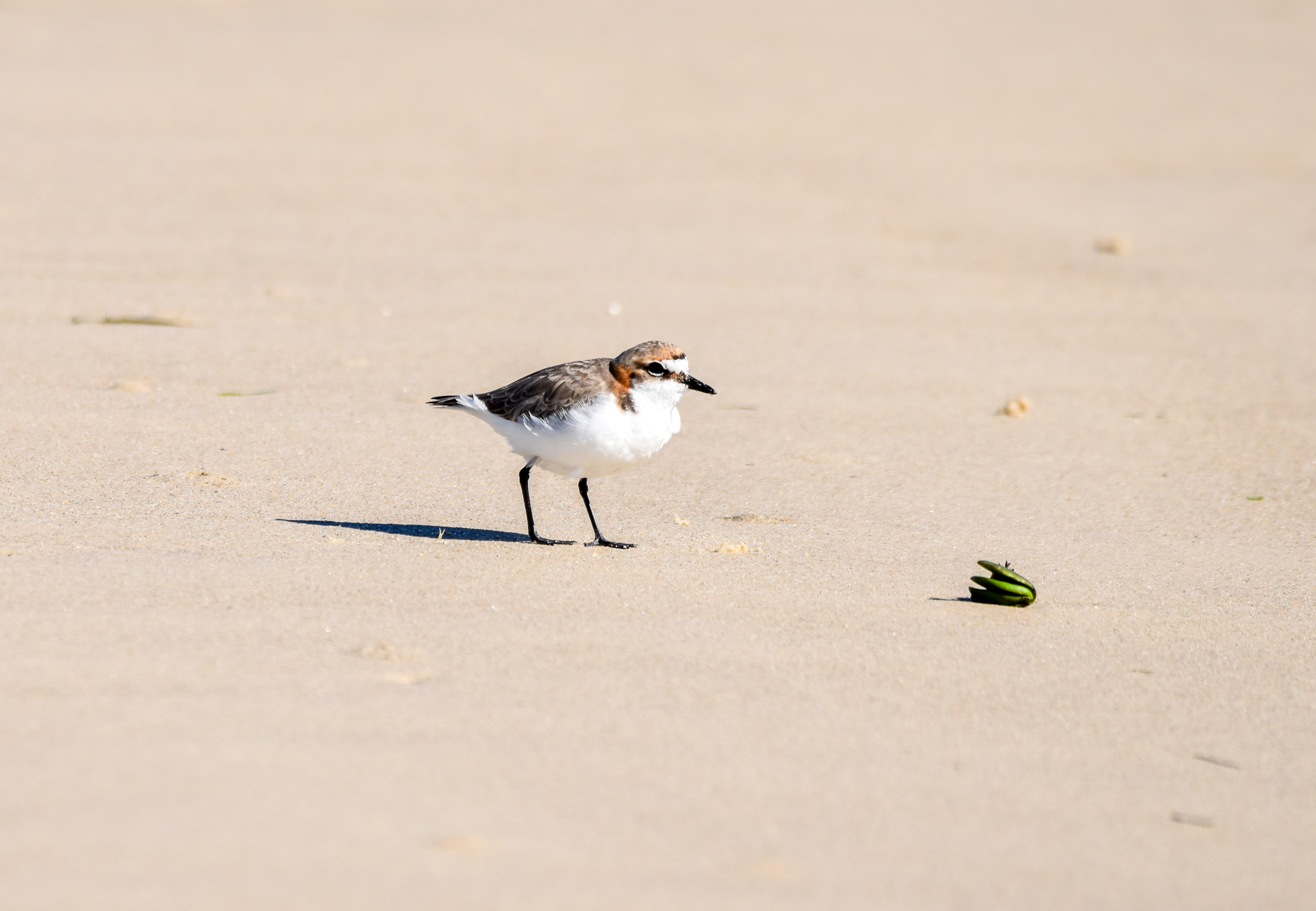 Red-capped Plover