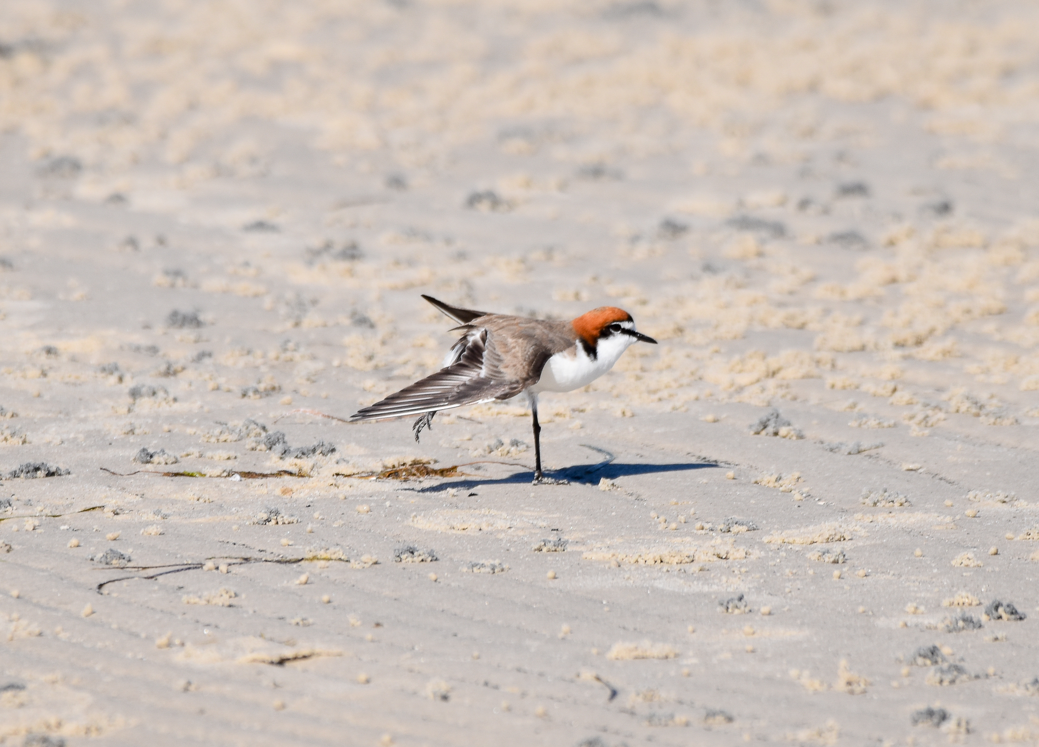 Red-capped Plover