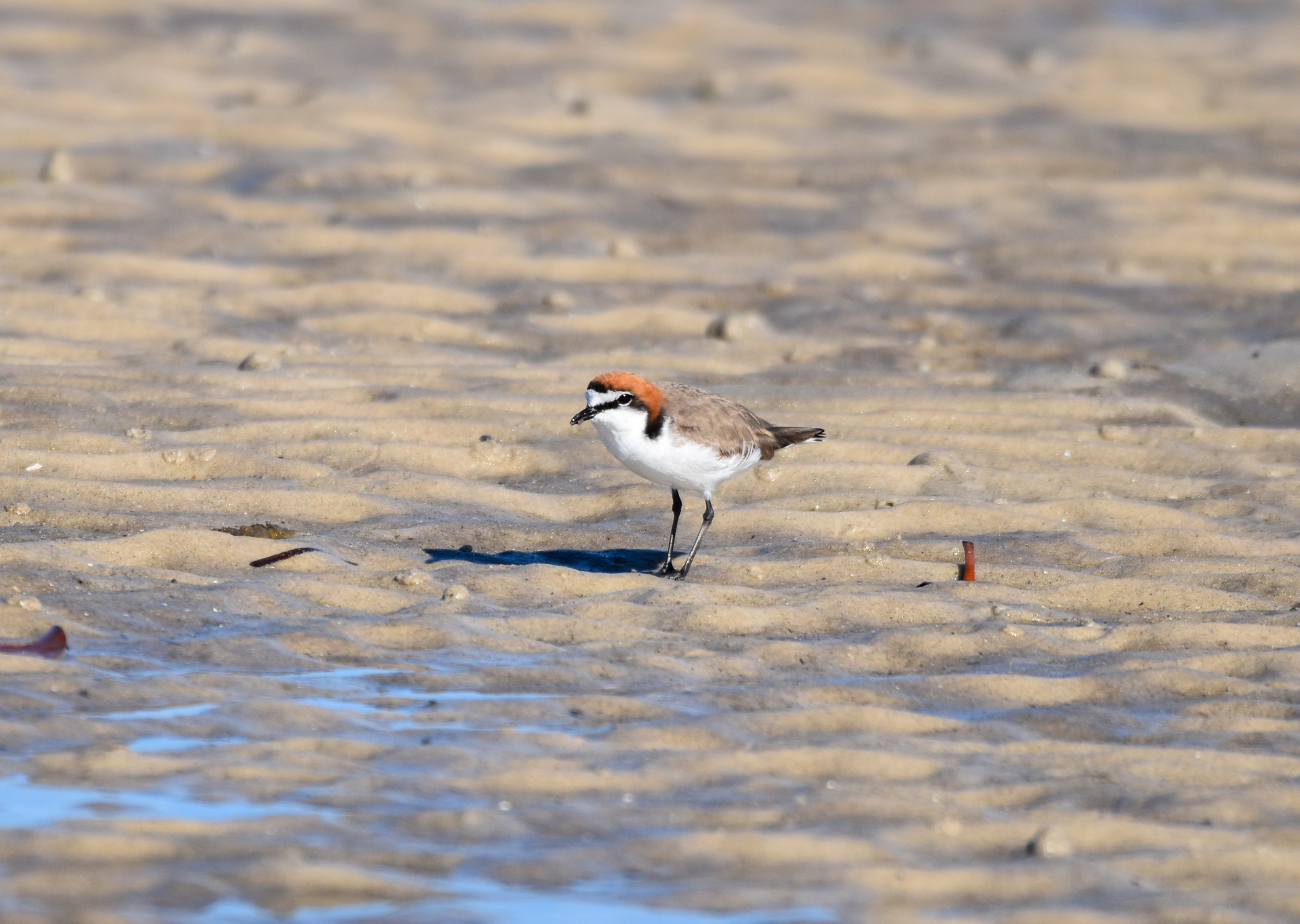Red-capped Plover