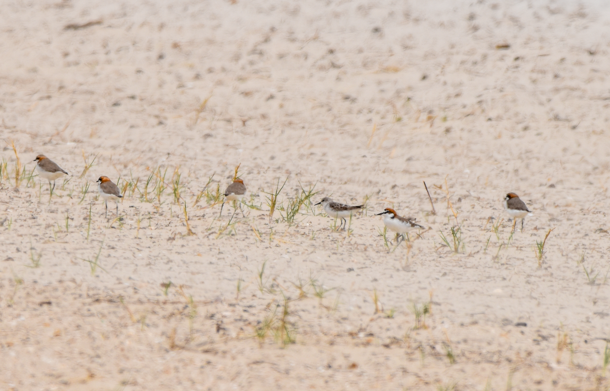Red-capped Plovers and a Red-necked Stint
