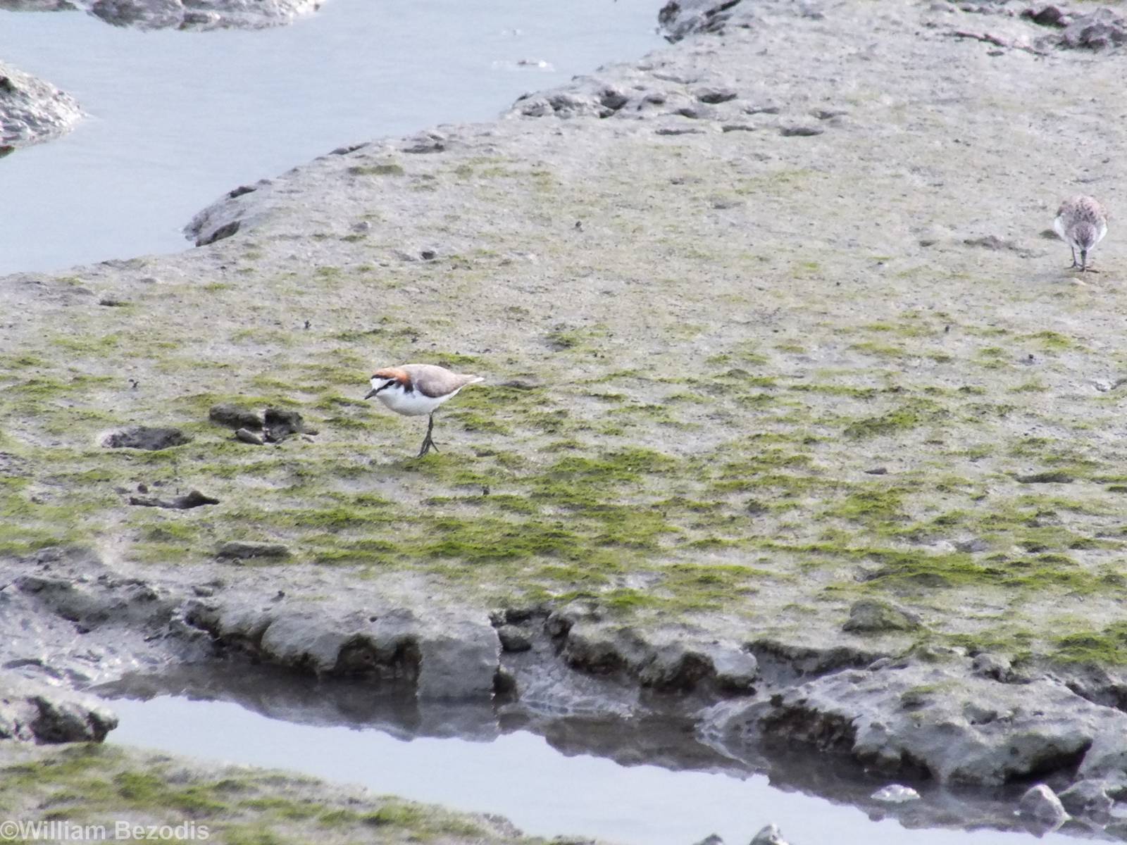 Red-capped Plovers