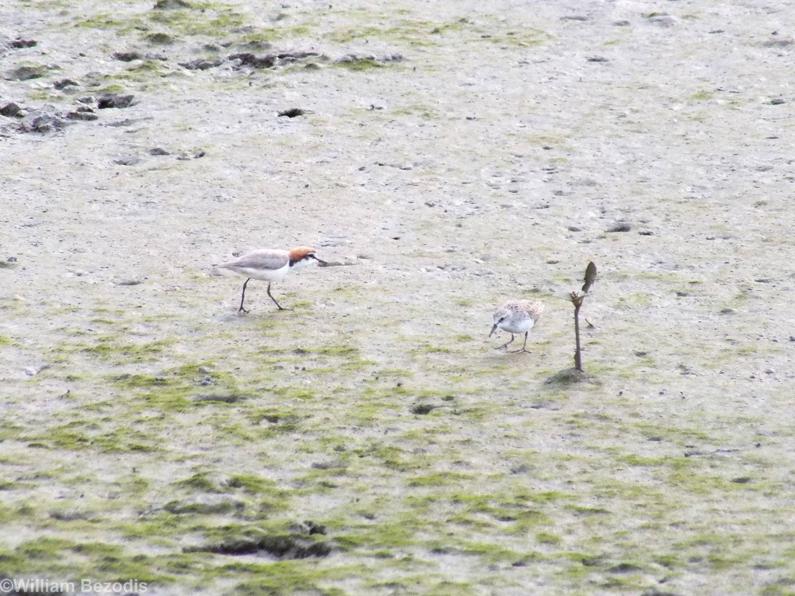 Red-capped Plovers