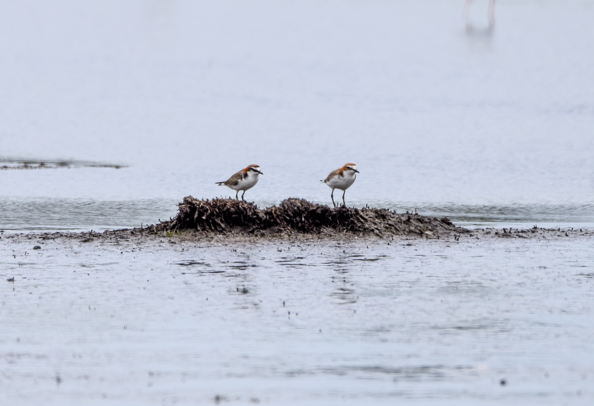 Red-capped Plovers