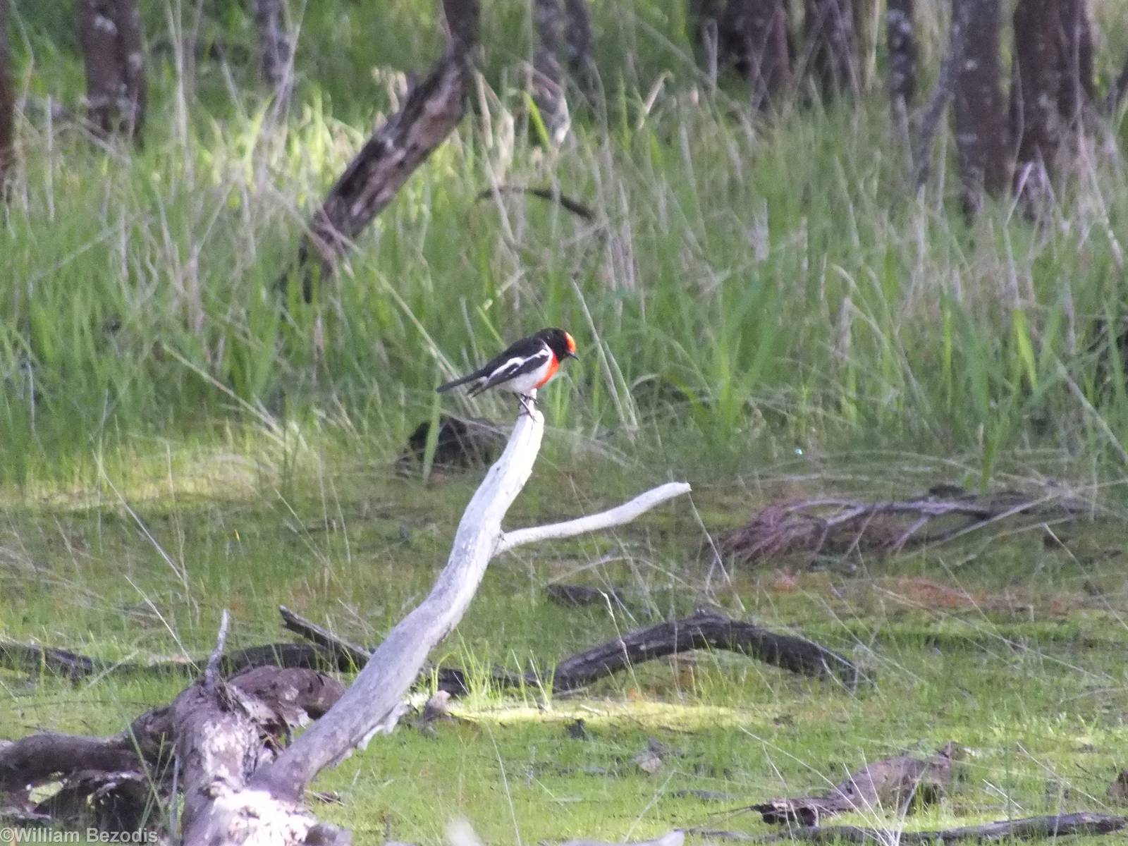 Red-capped Robin - 2014