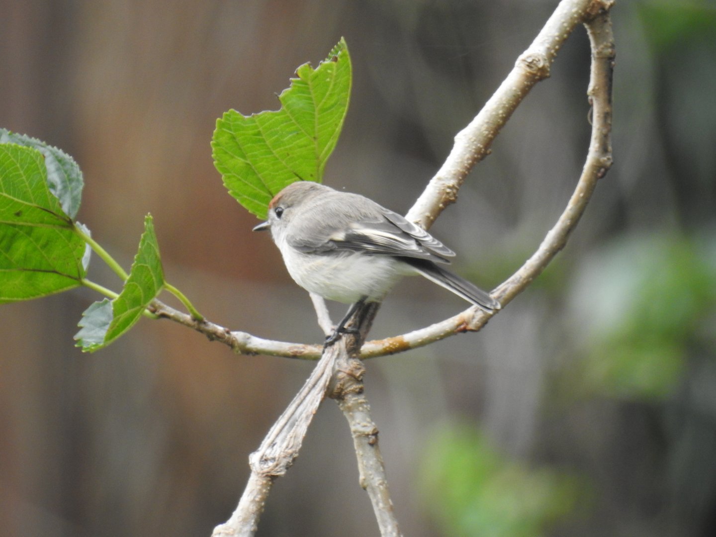 Red-Capped Robin (female) - Kumbartcho Sanctuary (Moreton Bay)