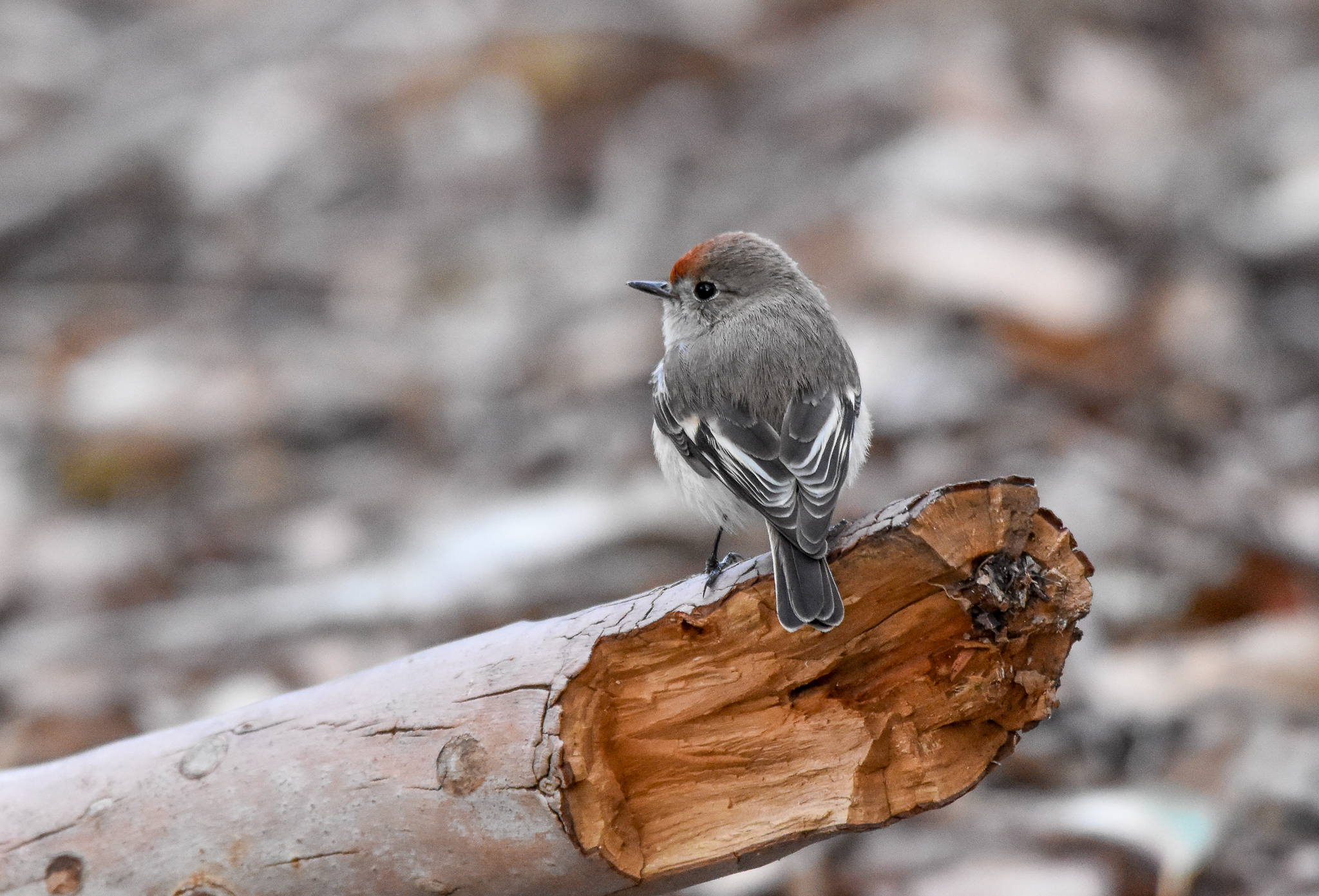 Red-capped Robin (female)