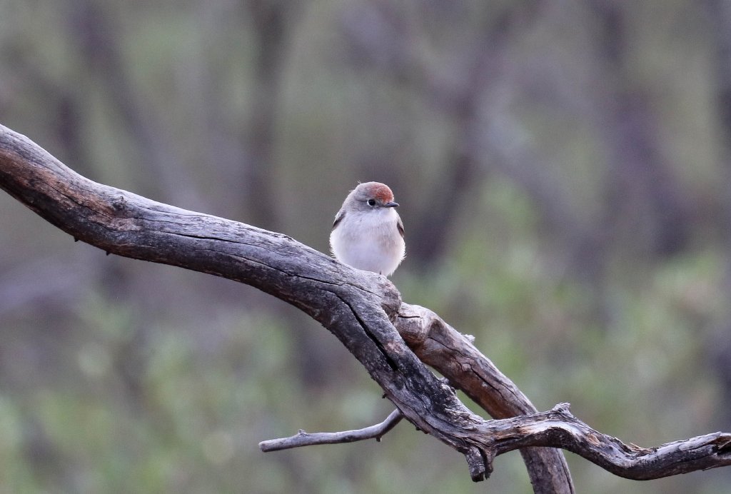 Red-capped Robin hen