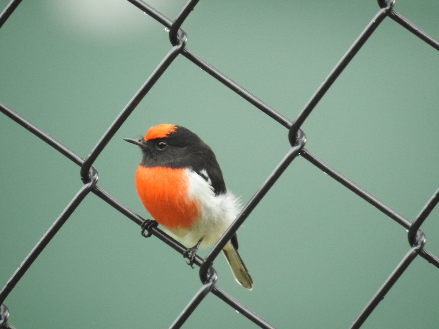 Red-Capped Robin (male) - Kumbartcho Sanctuary (Moreton Bay)