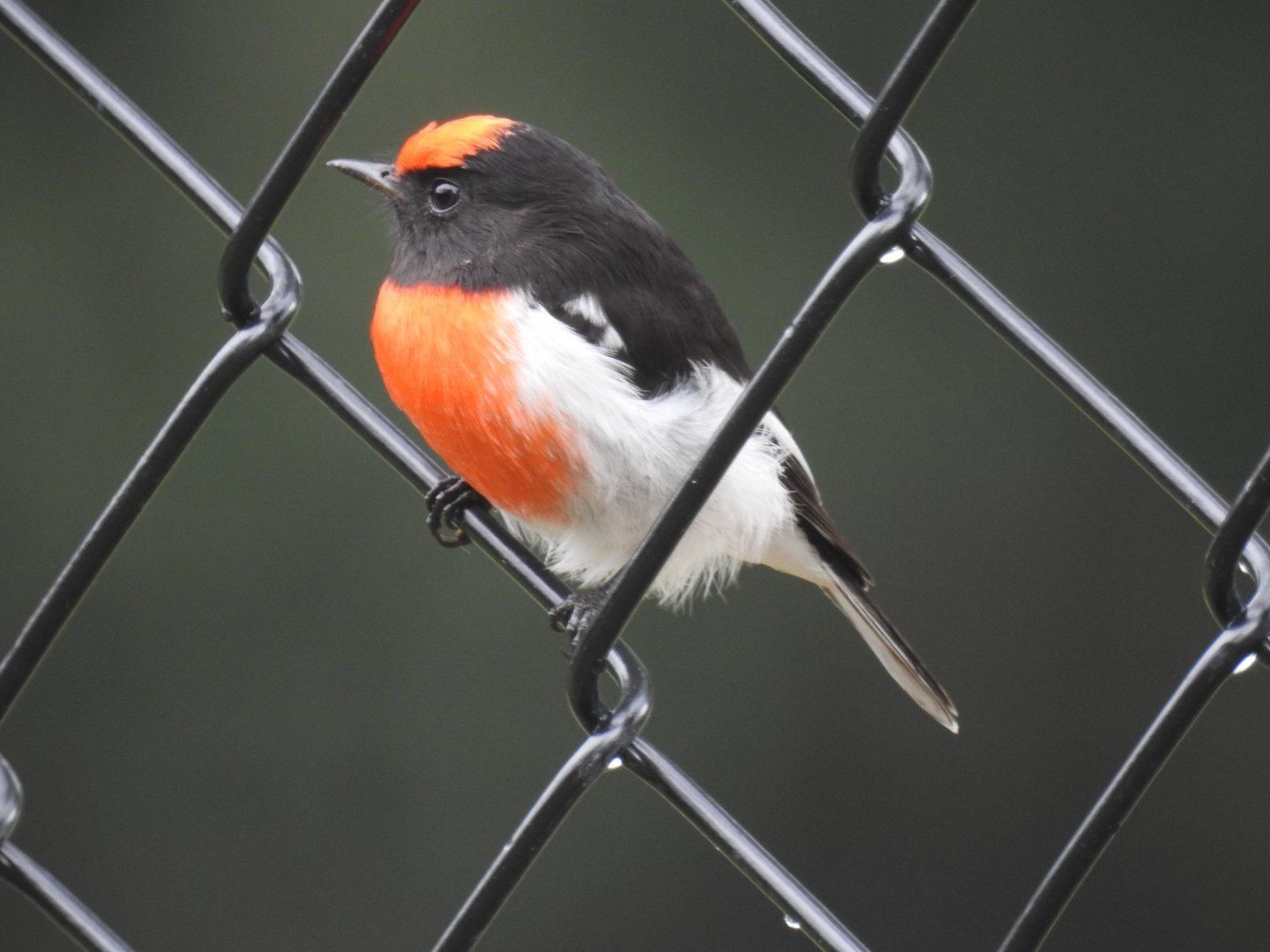 Red-Capped Robin (male) - Kumbartcho Sanctuary (Moreton Bay)