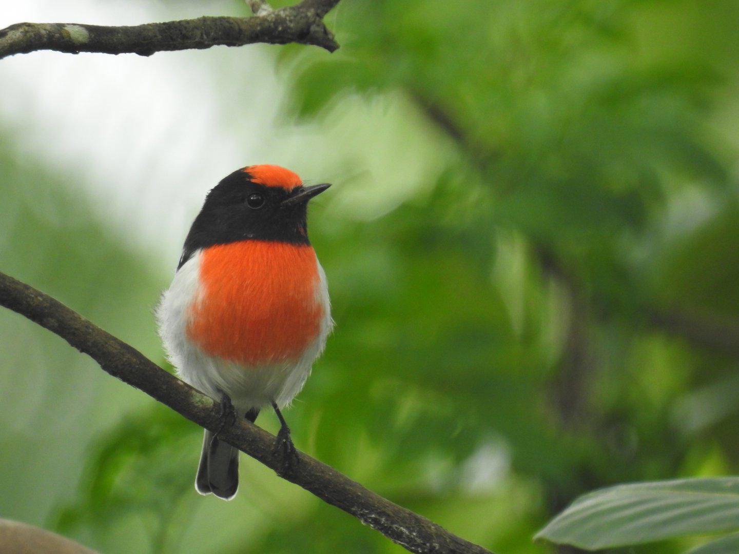 Red-Capped Robin (male) - Kumbartcho Sanctuary (Moreton Bay)