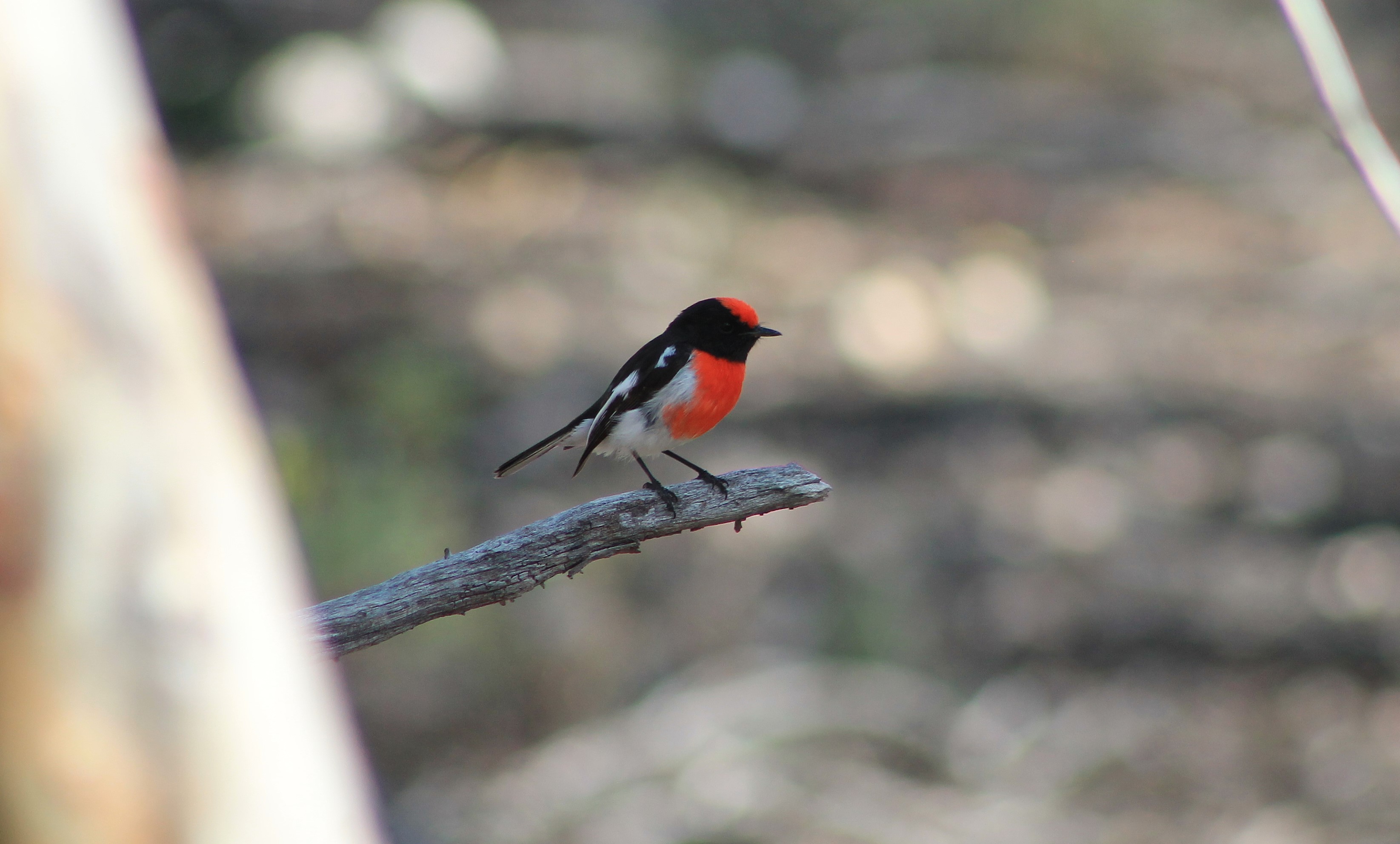 Red-capped Robin (Petroica goodenovii)
