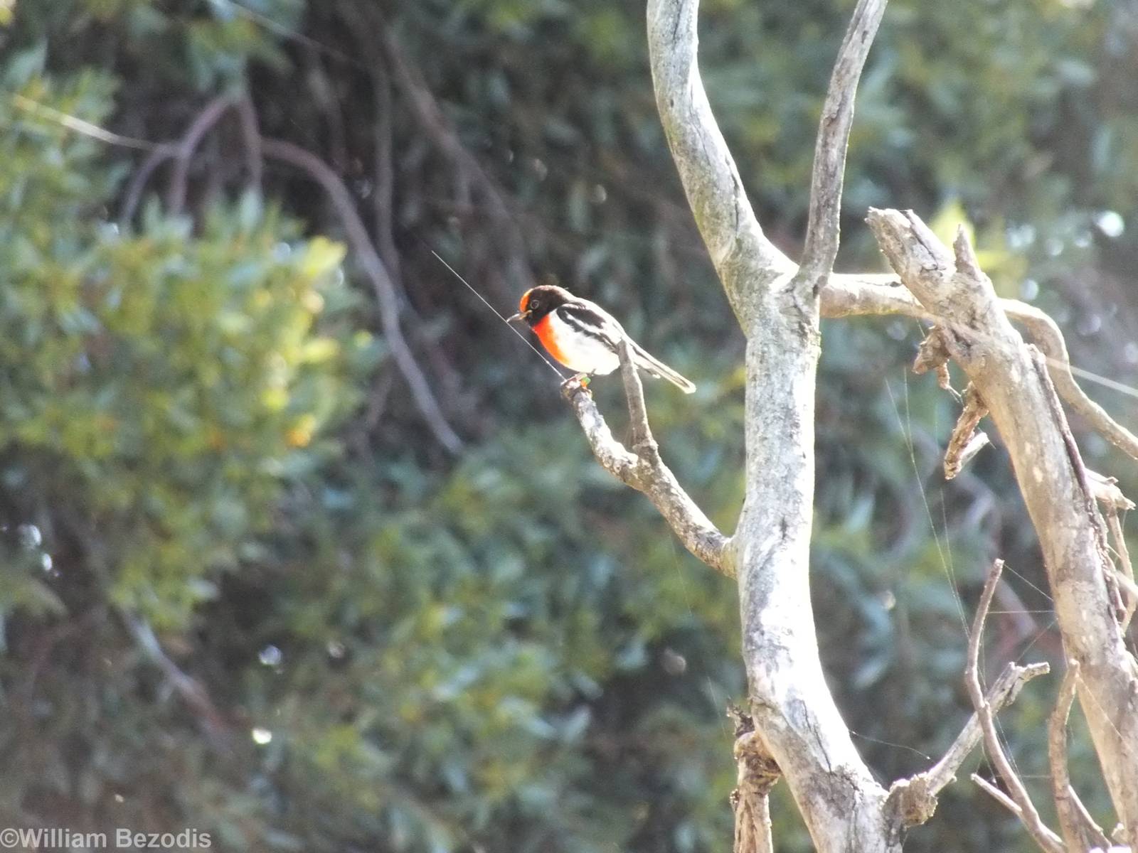 Red-capped Robin - Rottnest Island
