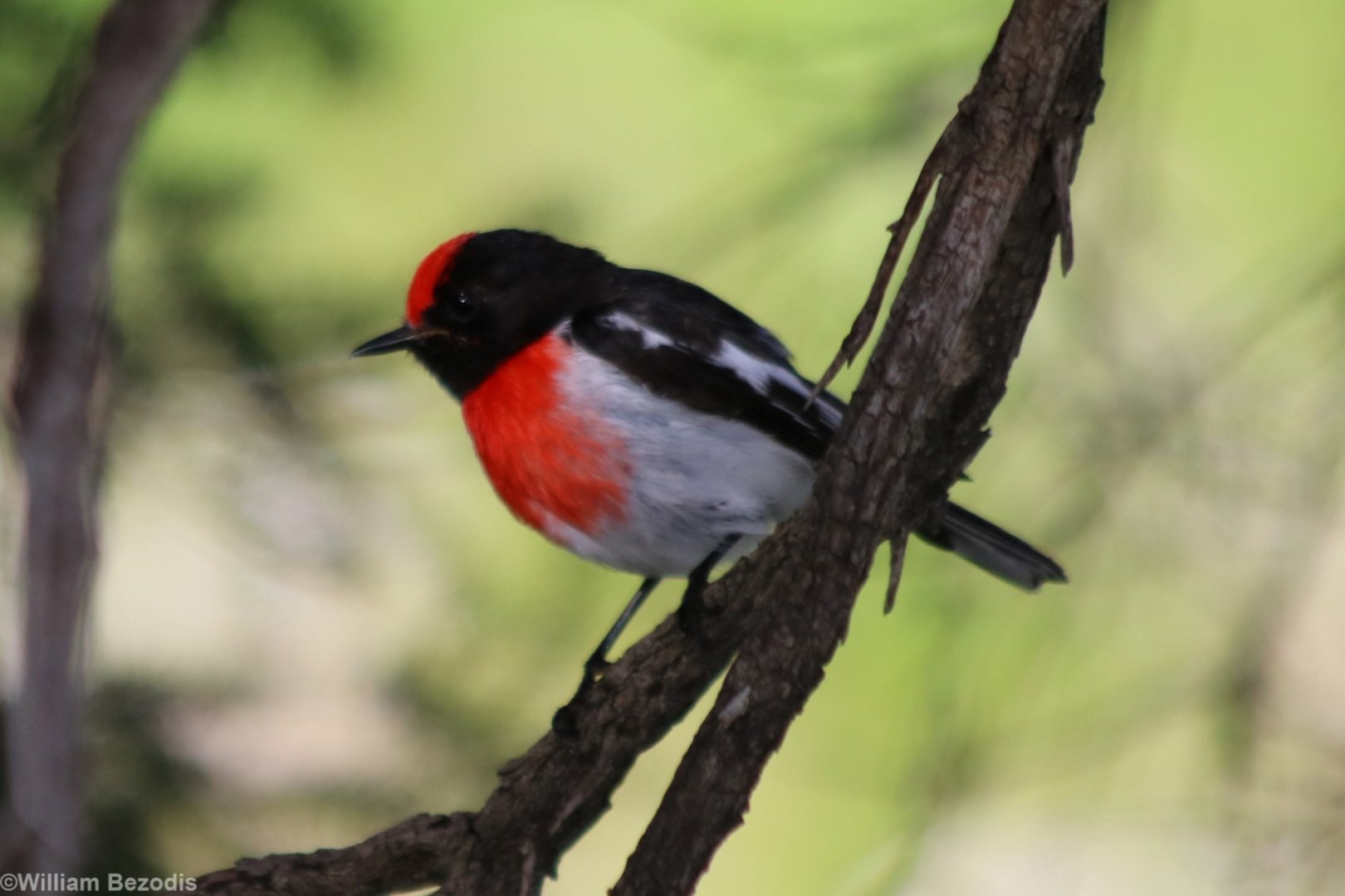 Red-capped Robin - Rottnest Island
