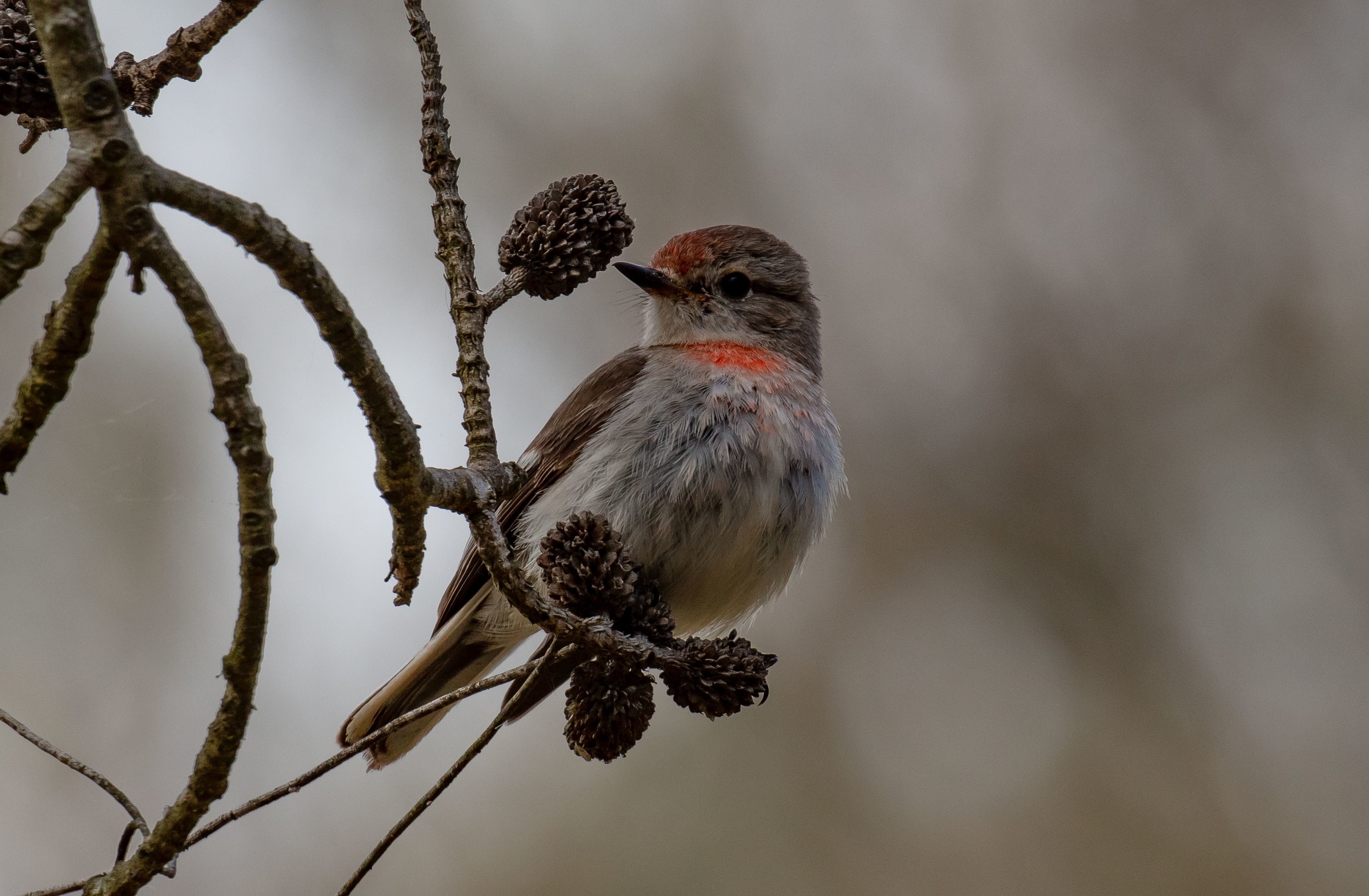 Red-capped Robin - young male