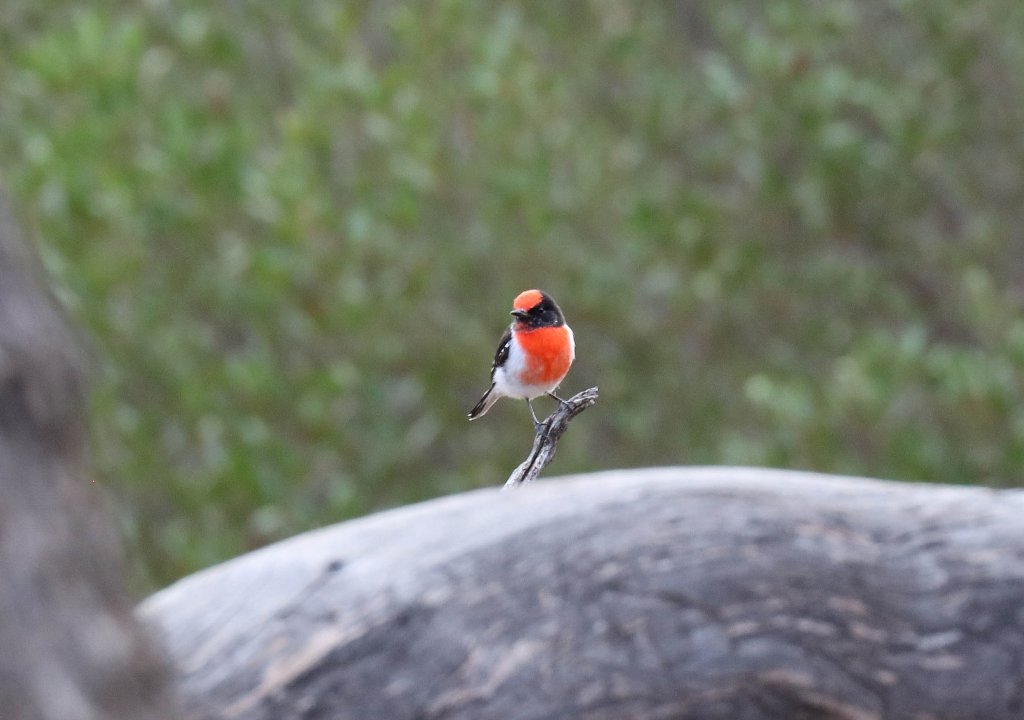 Red-capped Robin