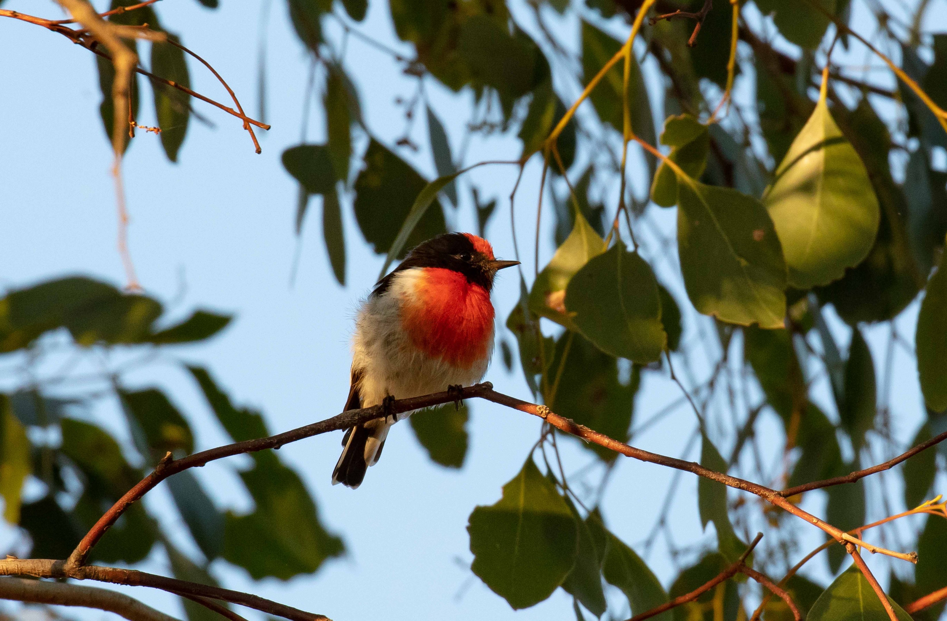 Red-capped Robin
