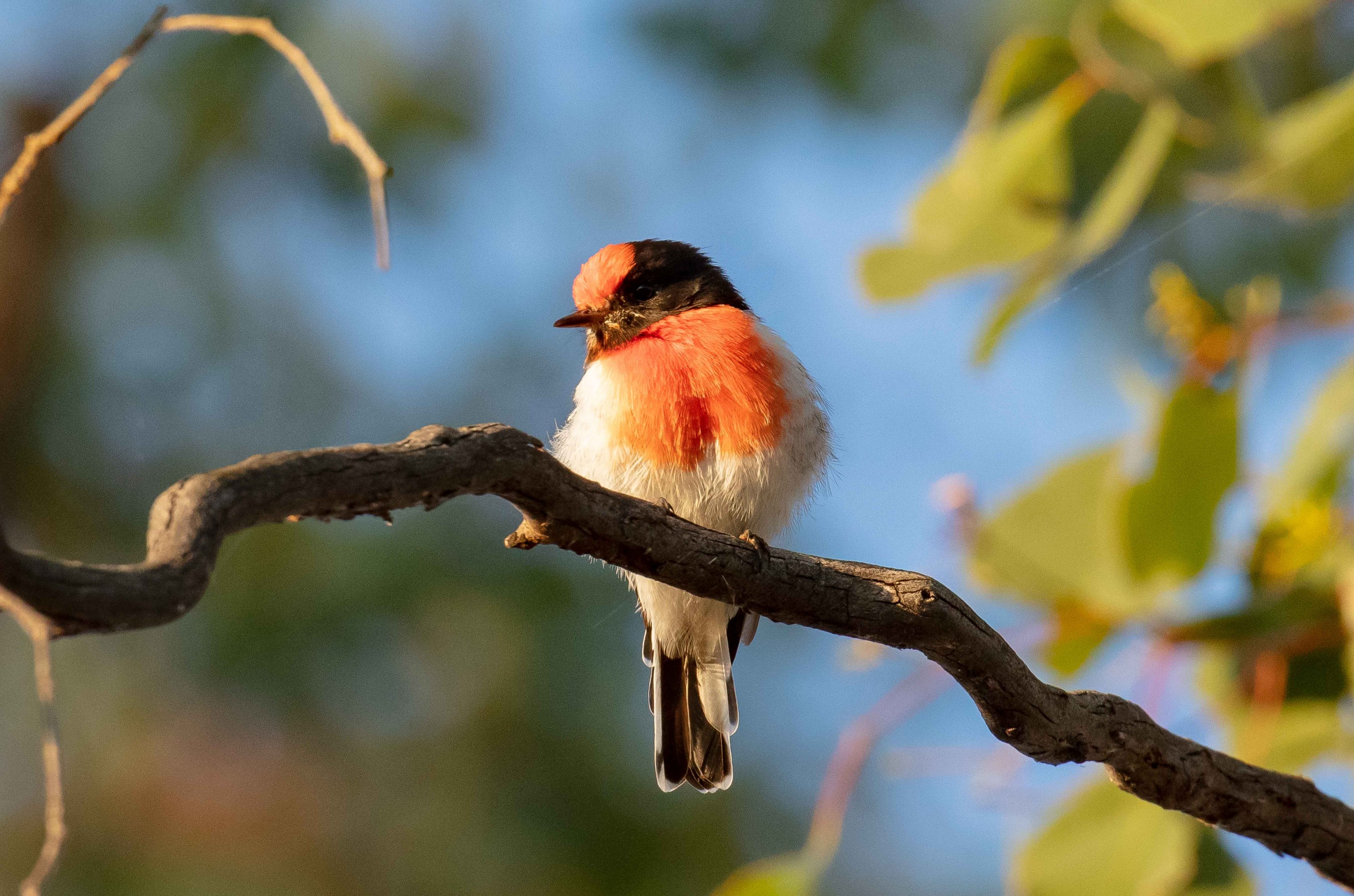 Red-capped Robin