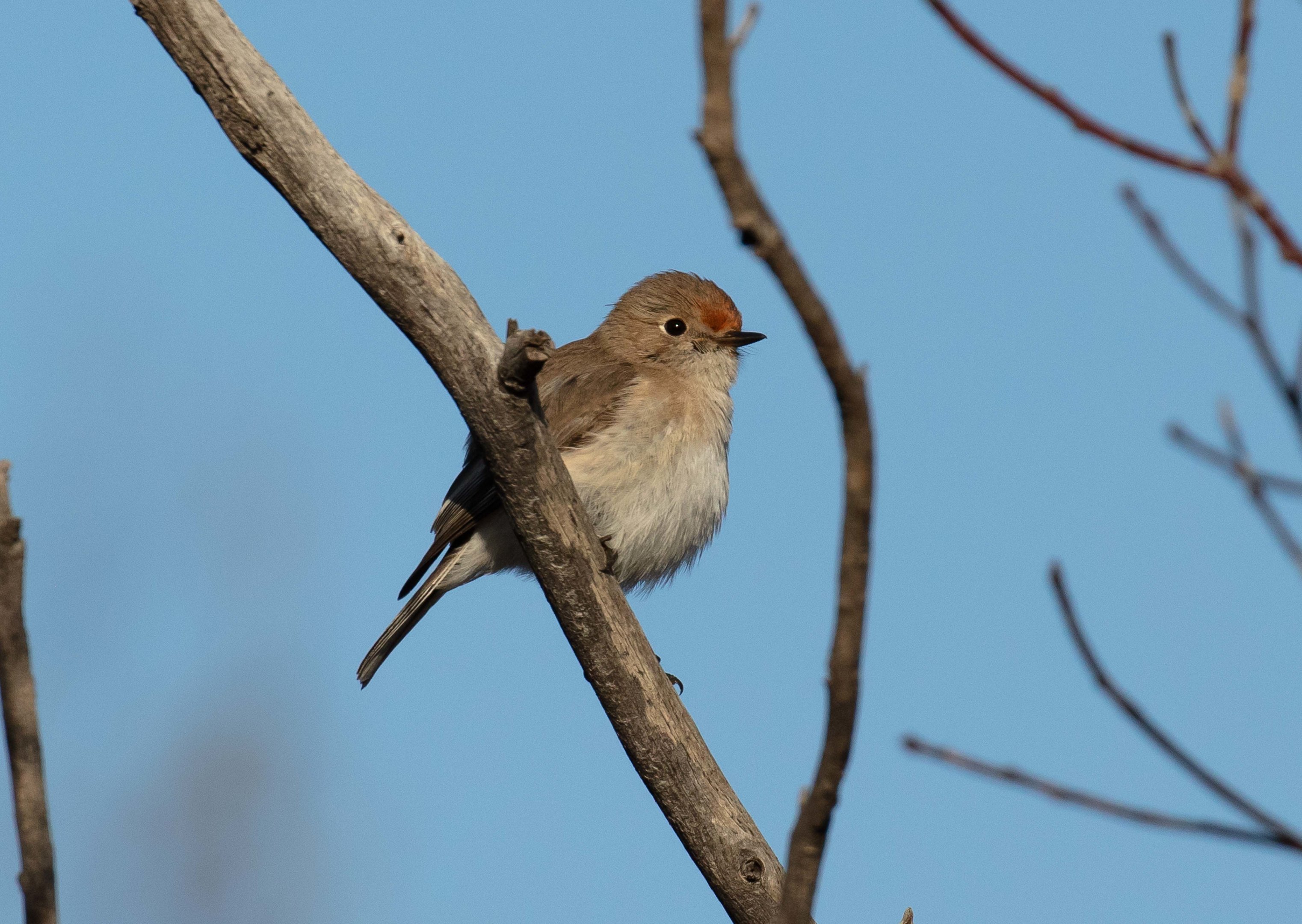 Red-capped Robin
