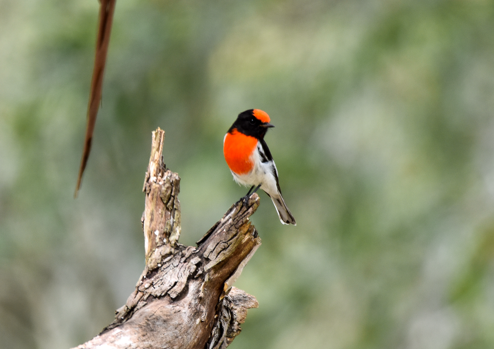 Red-capped Robin