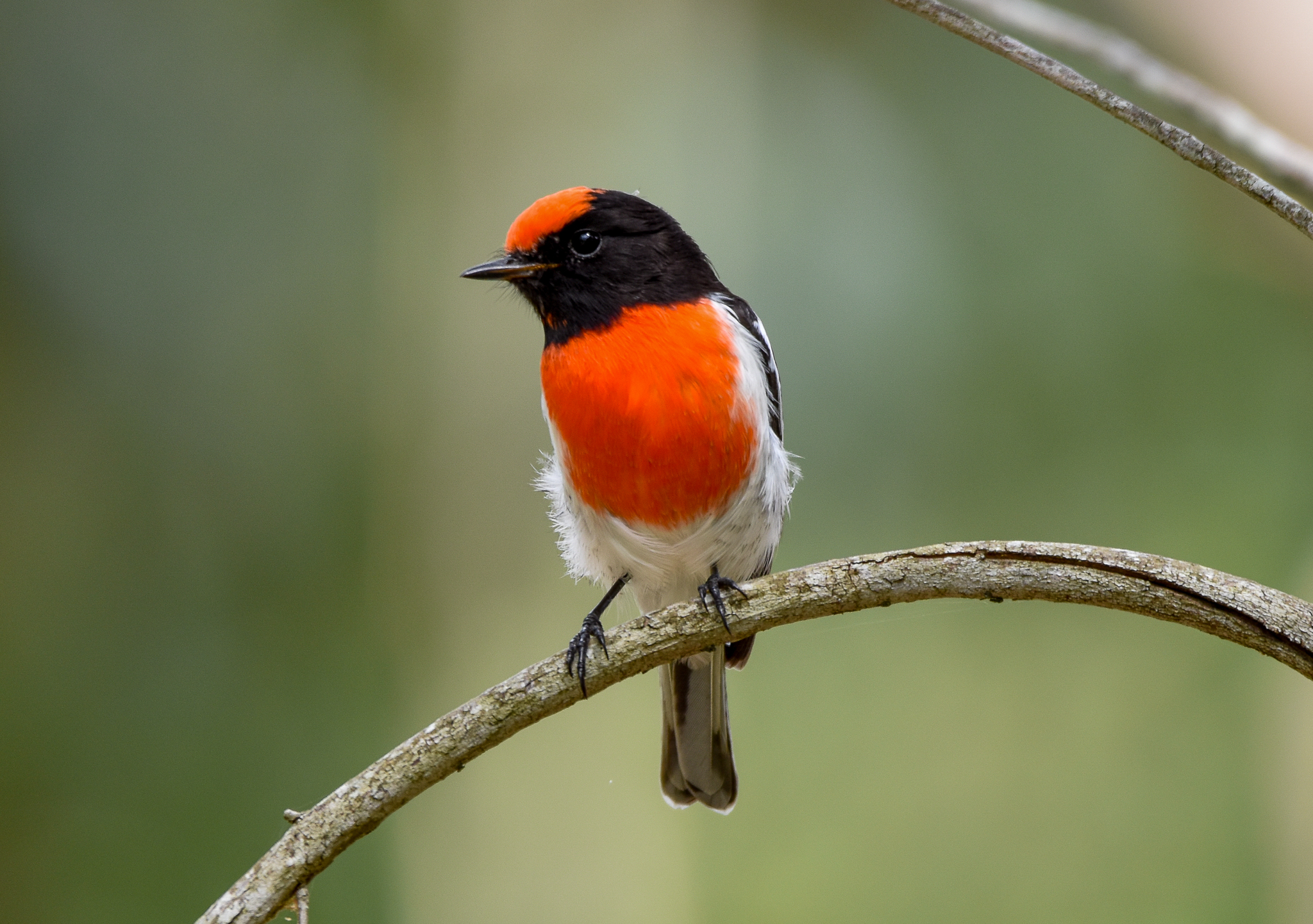 Red-capped Robin