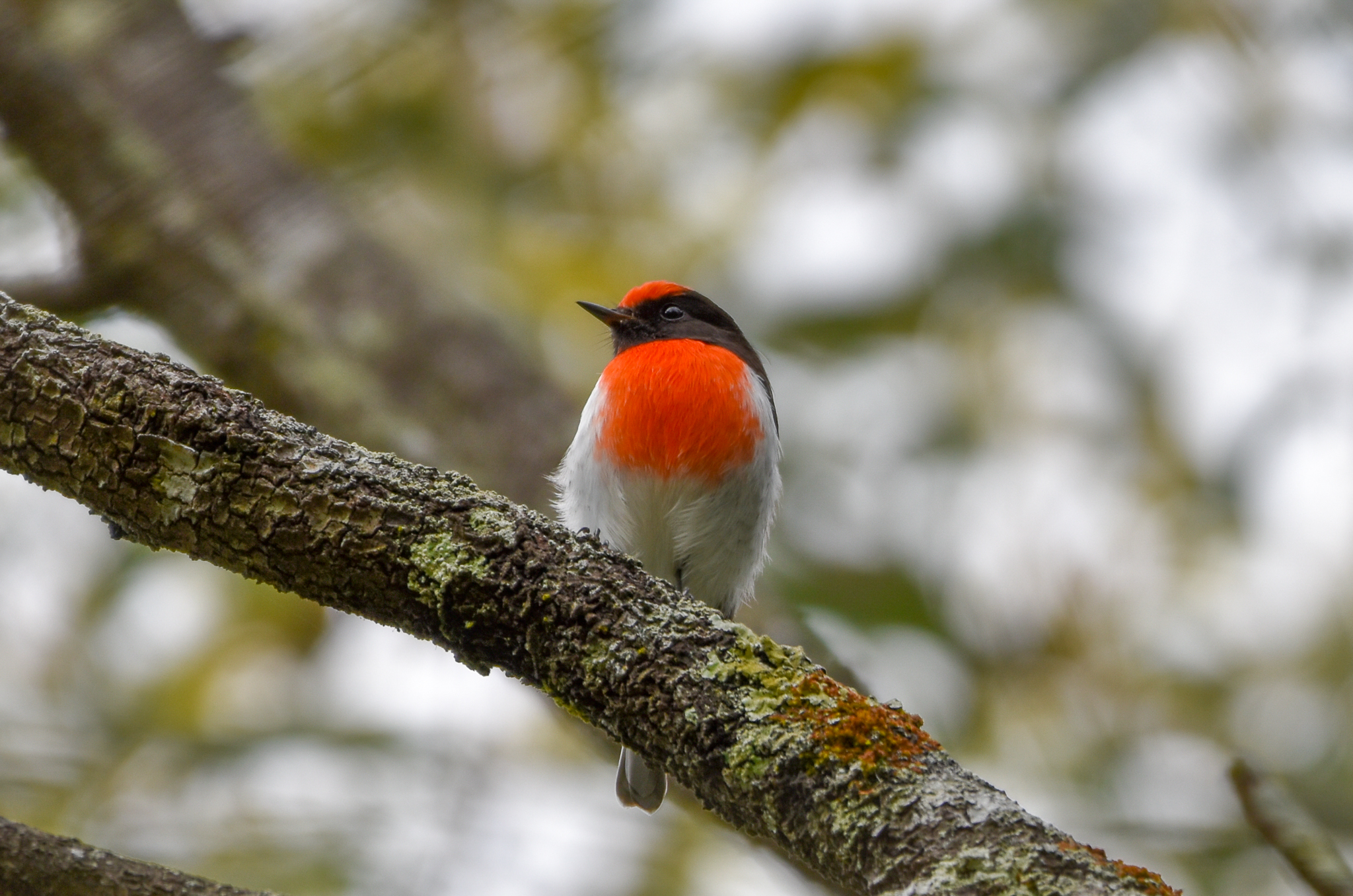 Red-capped Robin