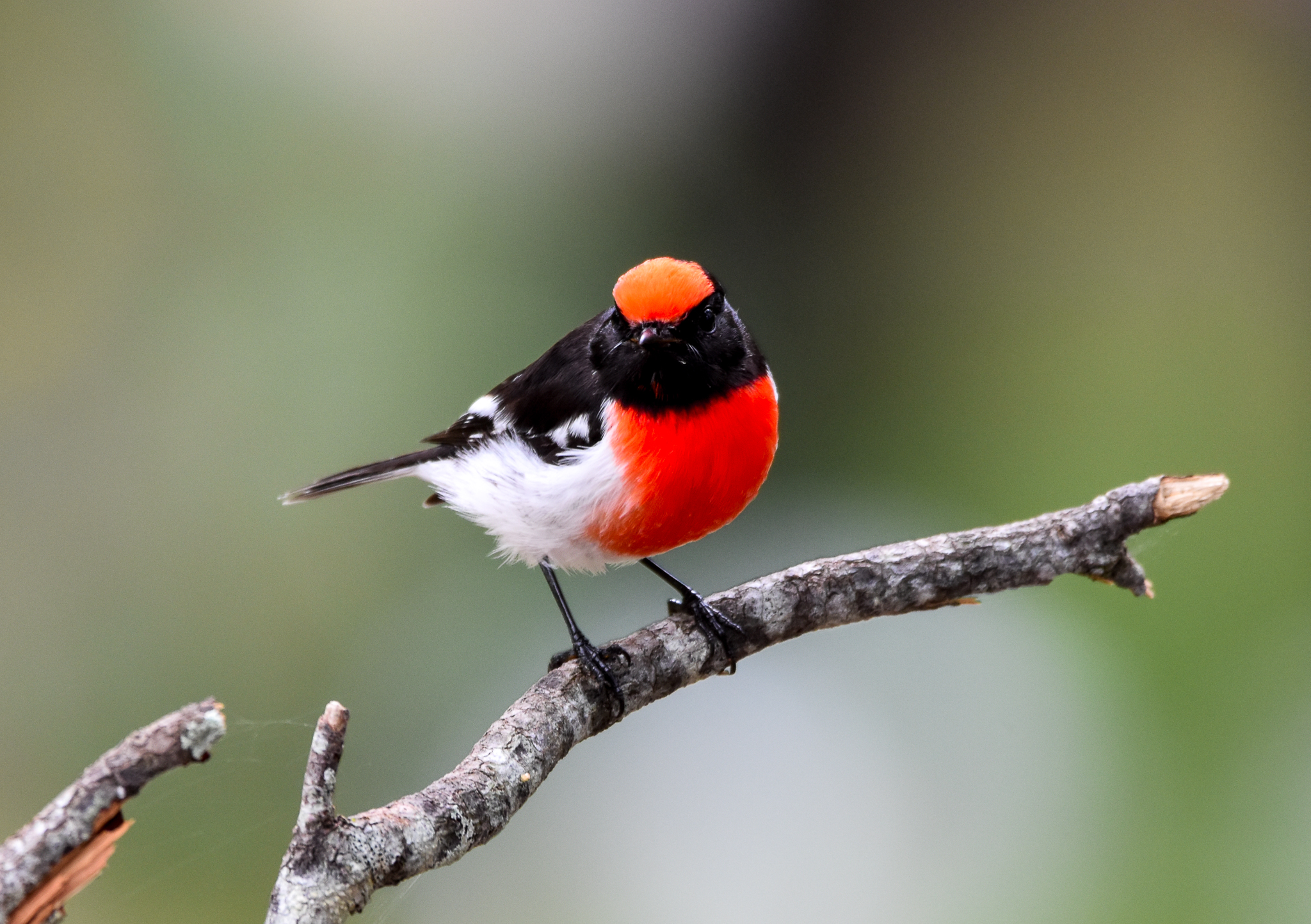 Red-capped Robin