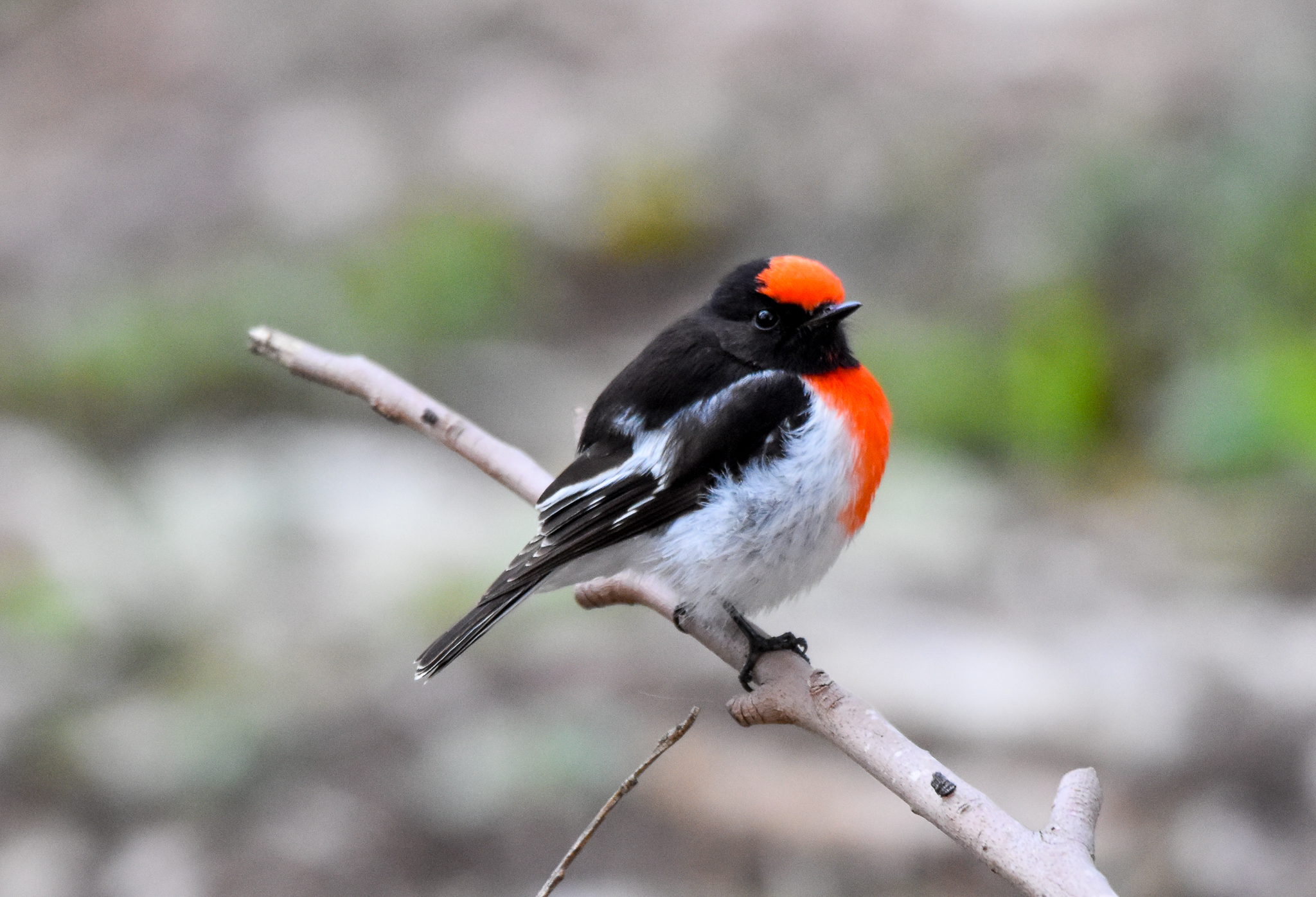 Red-capped Robin