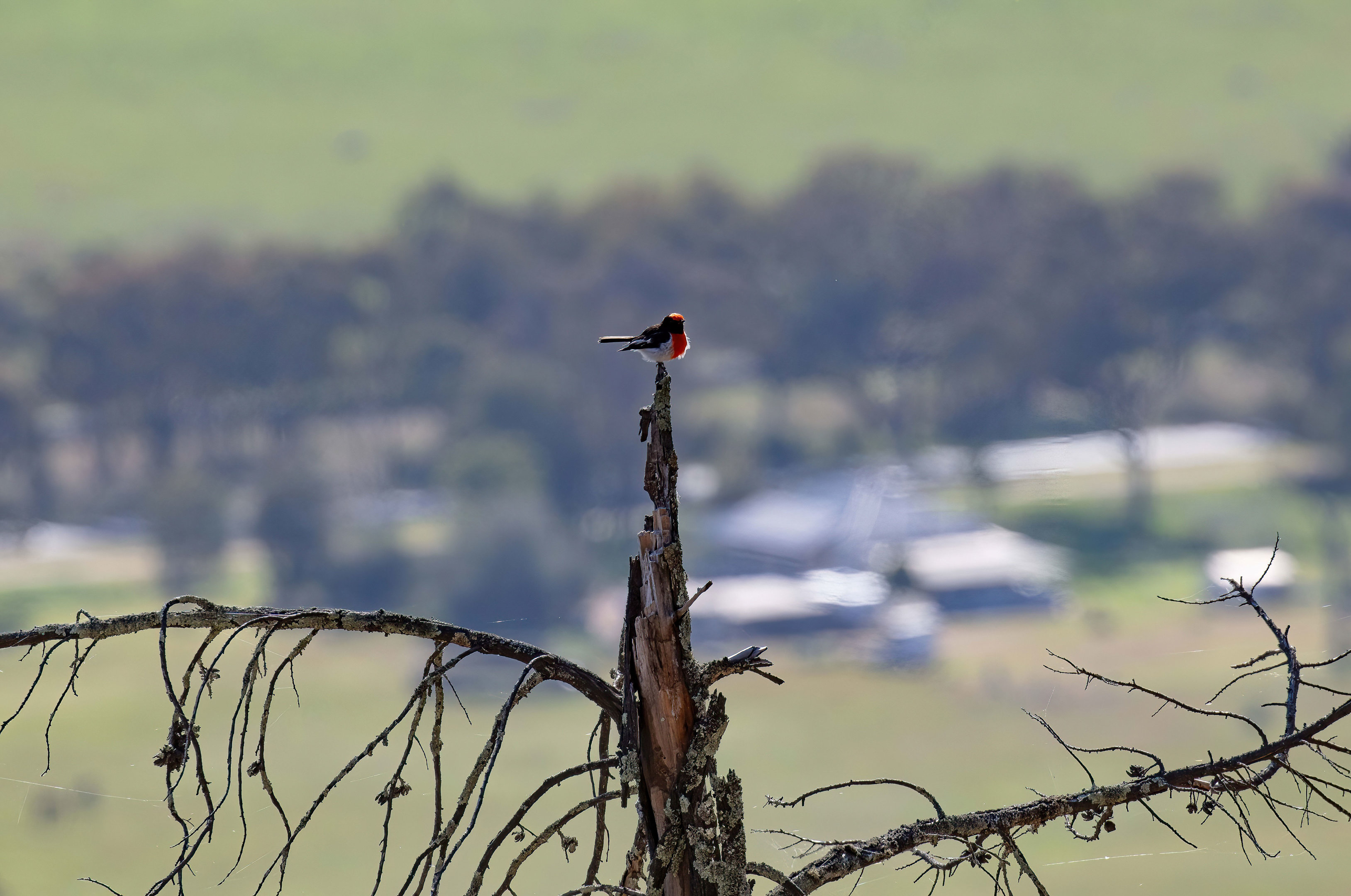 Red-capped Robin