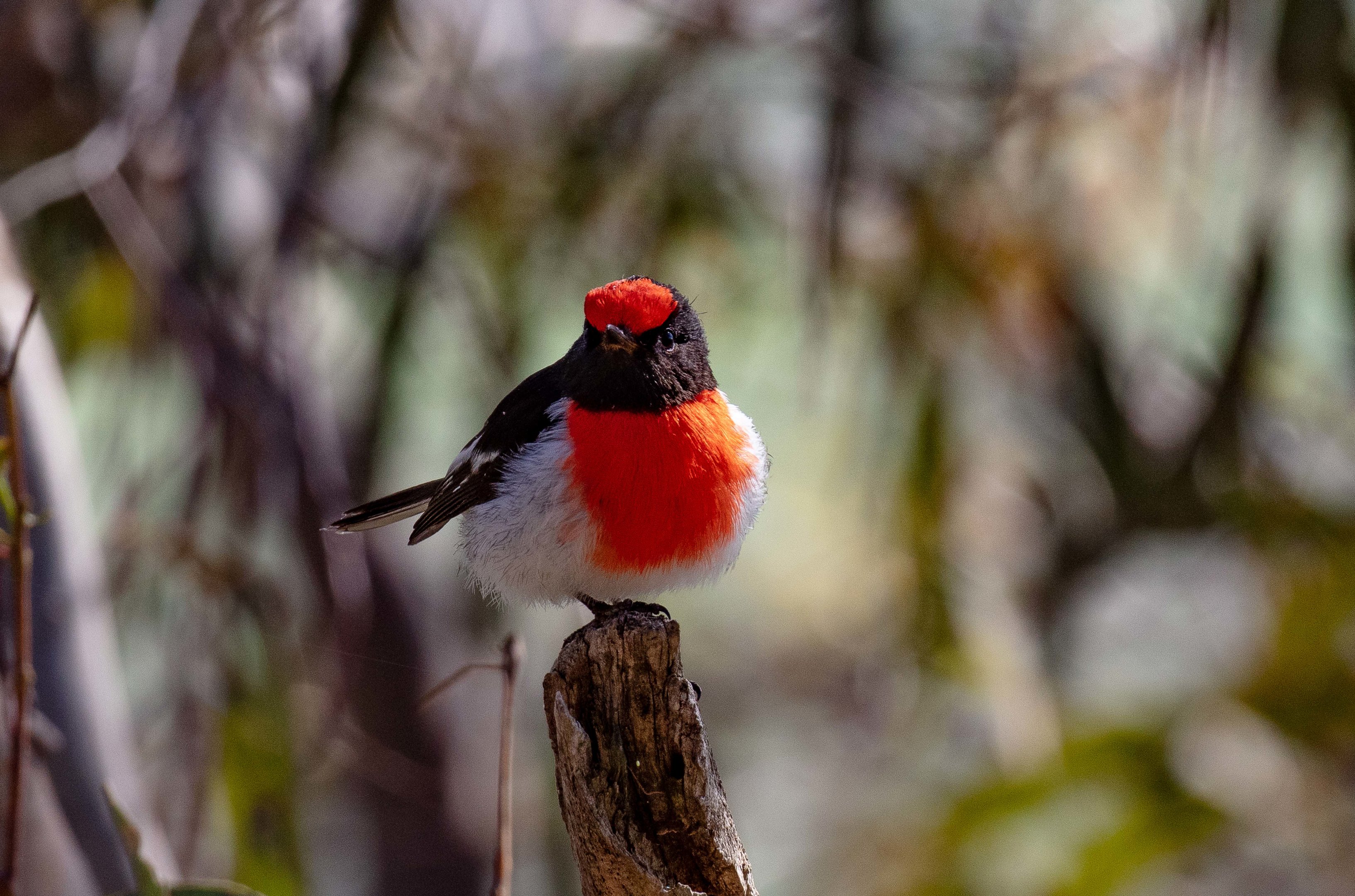 Red-capped Robin