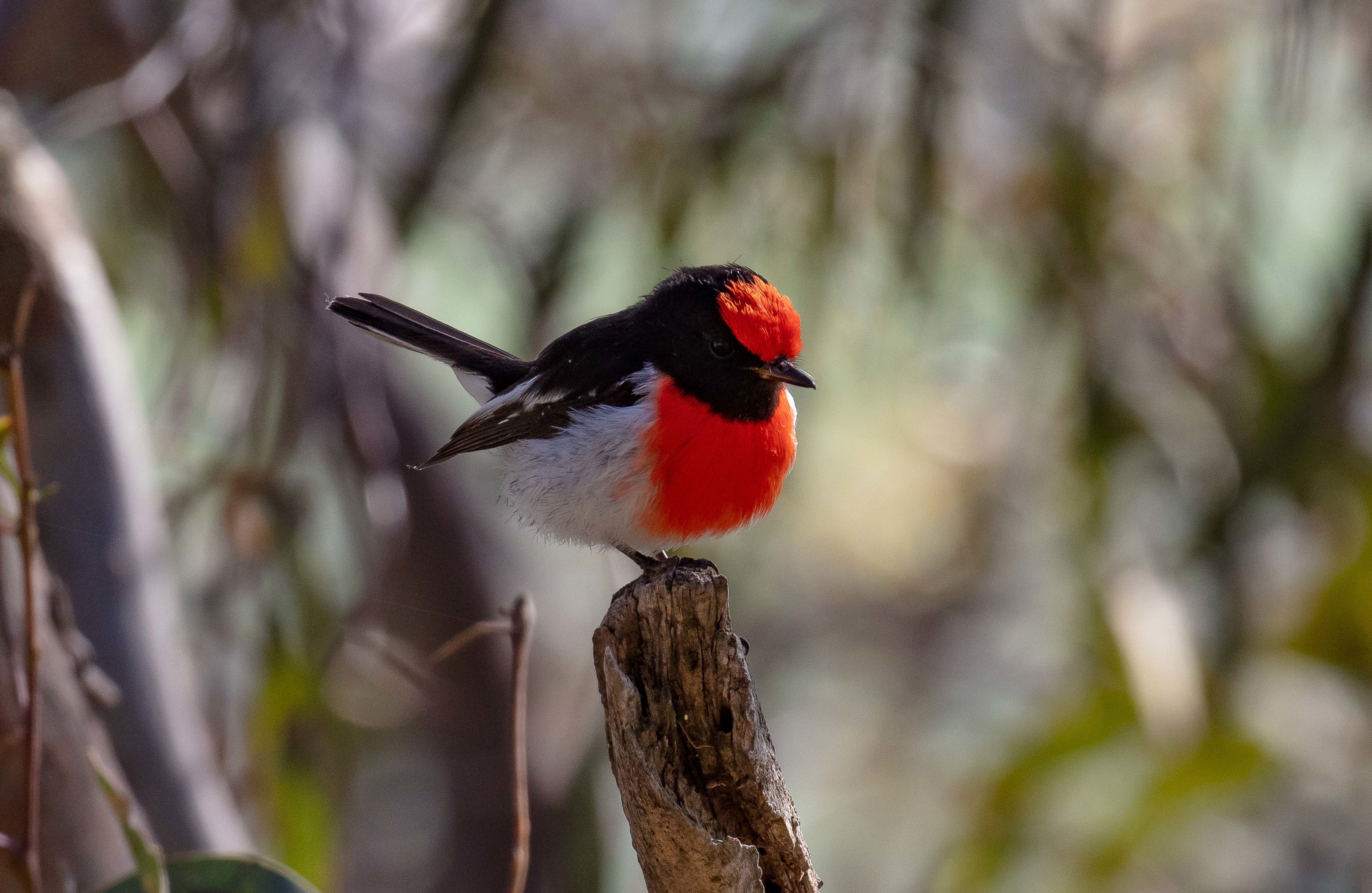 Red-capped Robin