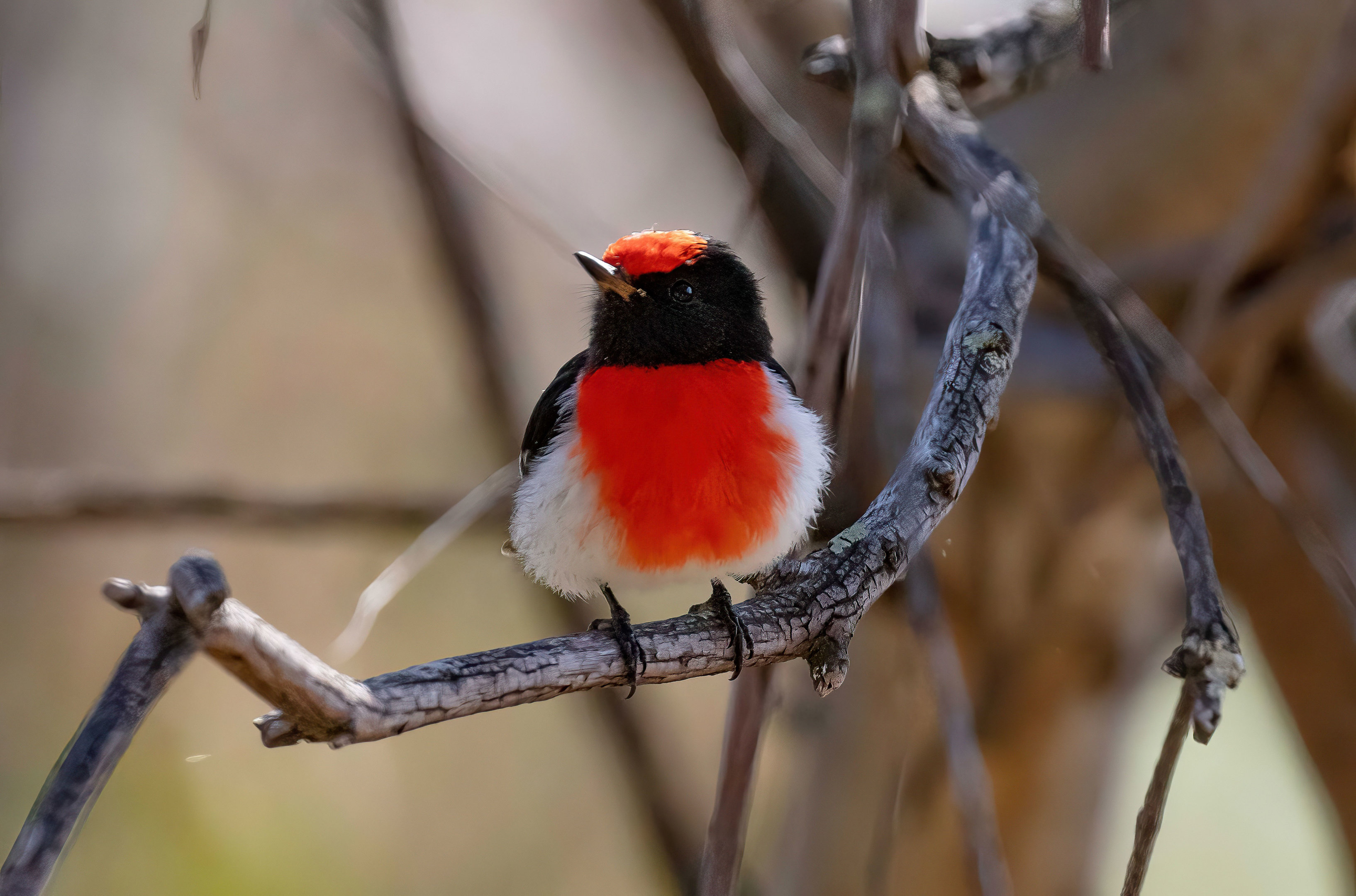 Red-capped Robin