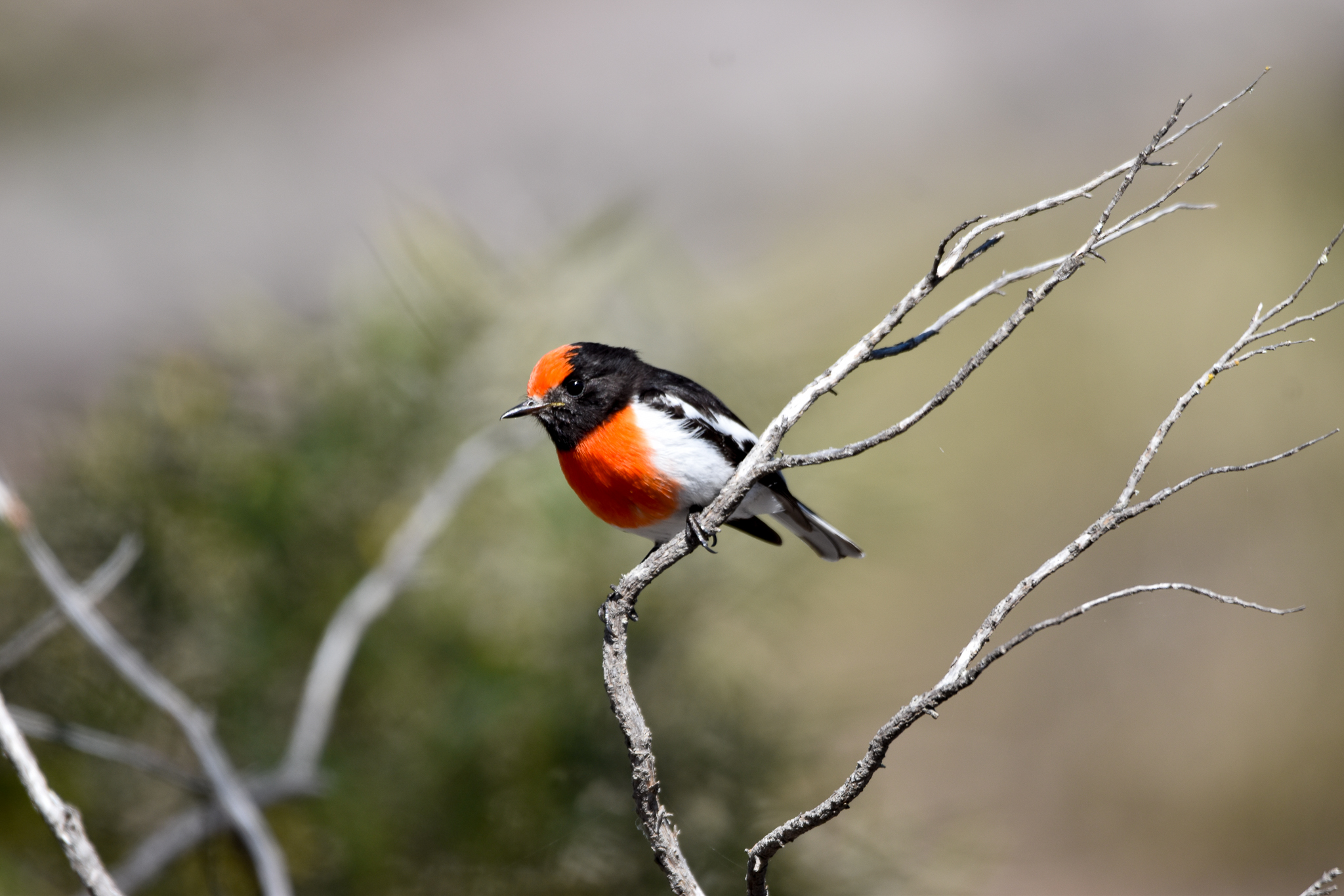 Red-capped Robin