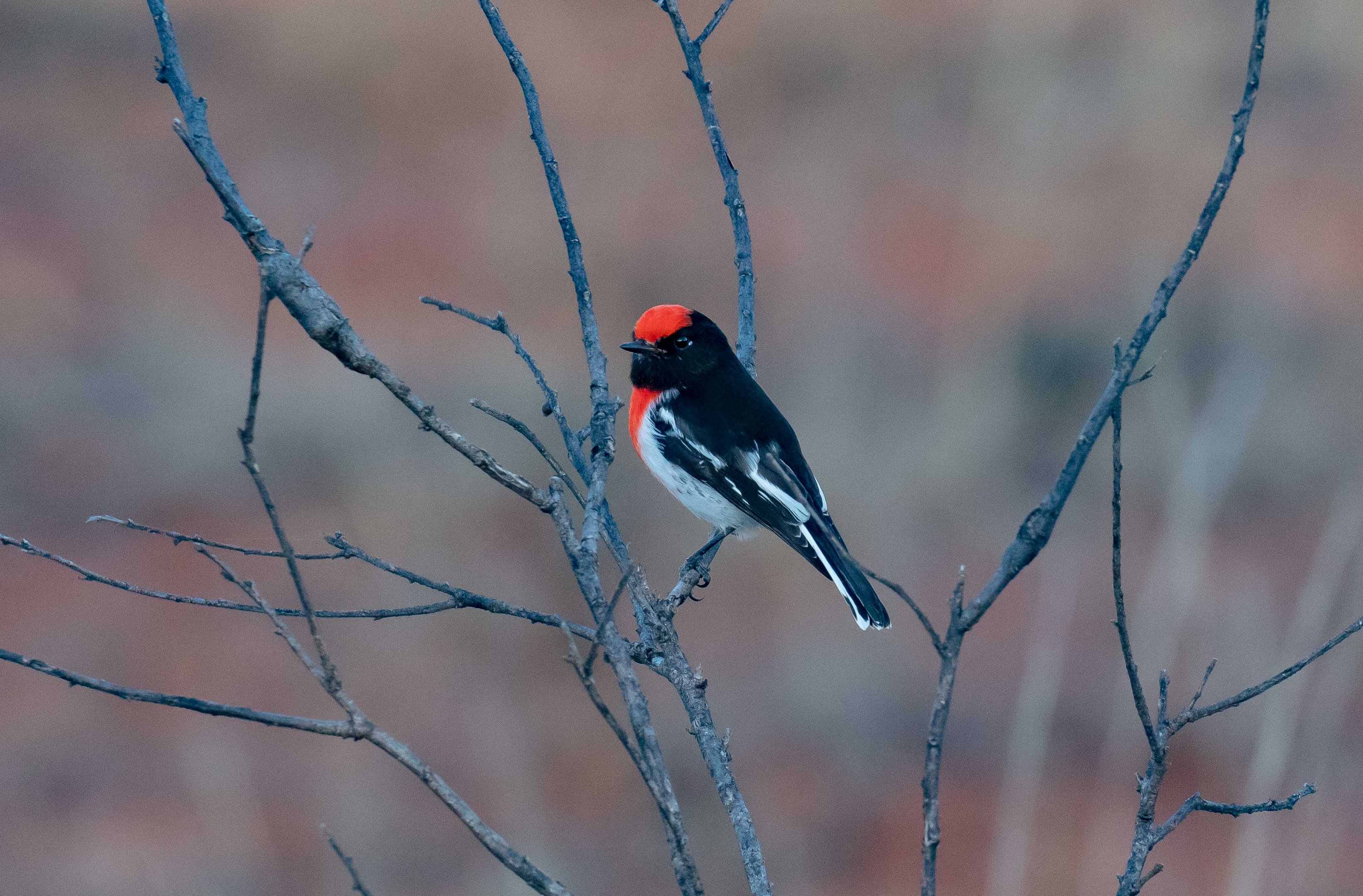 Red-capped Robin