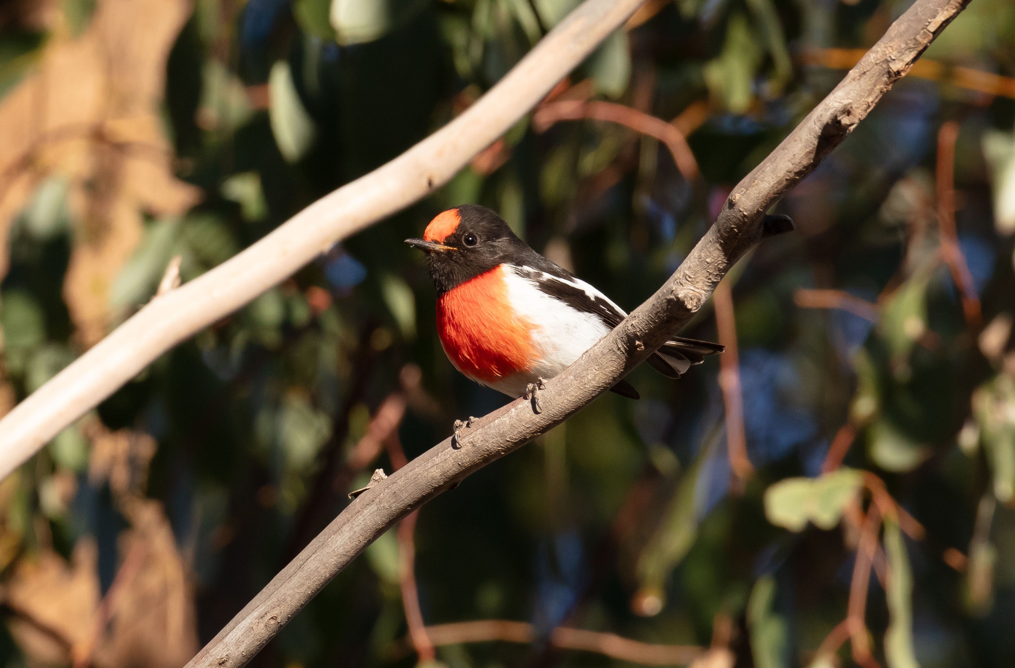 Red-capped Robin