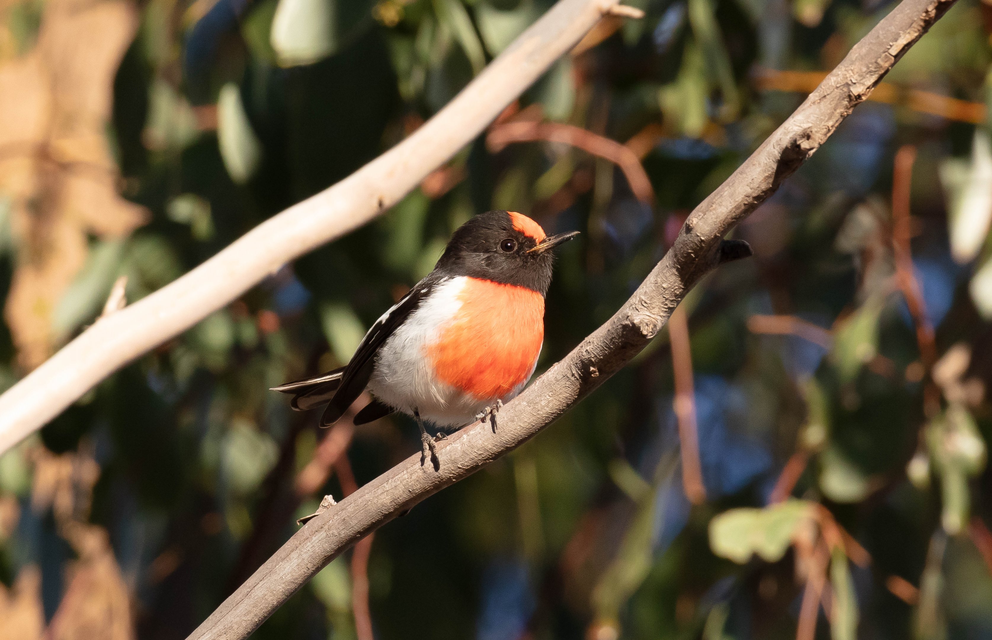 Red-capped Robin