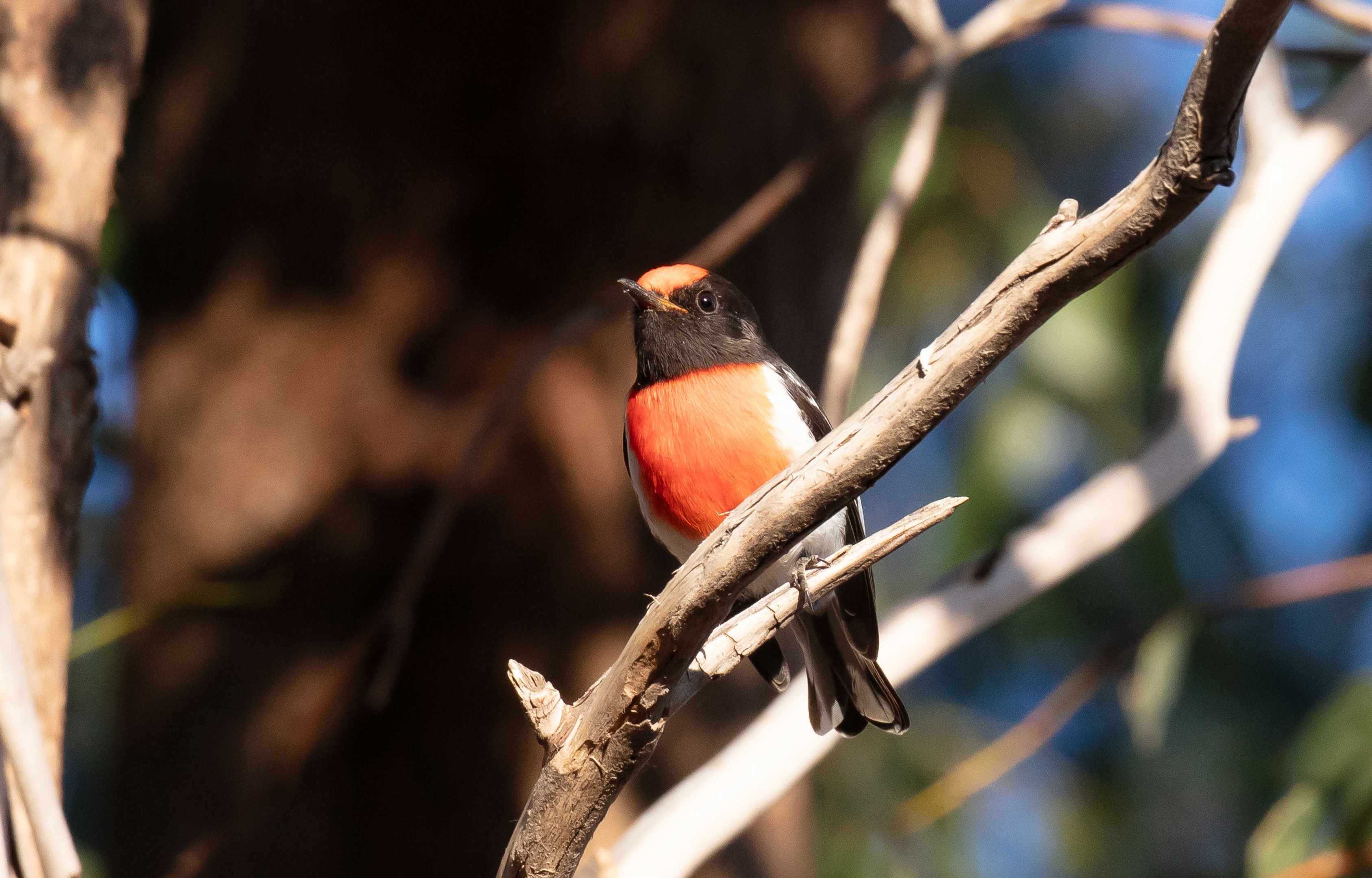 Red-capped Robin