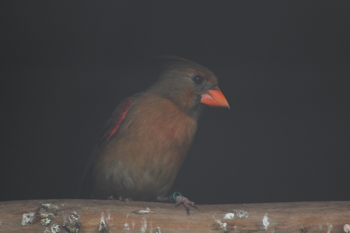 Red cardinal (Cardinalis cardinalis) - Aviary Park