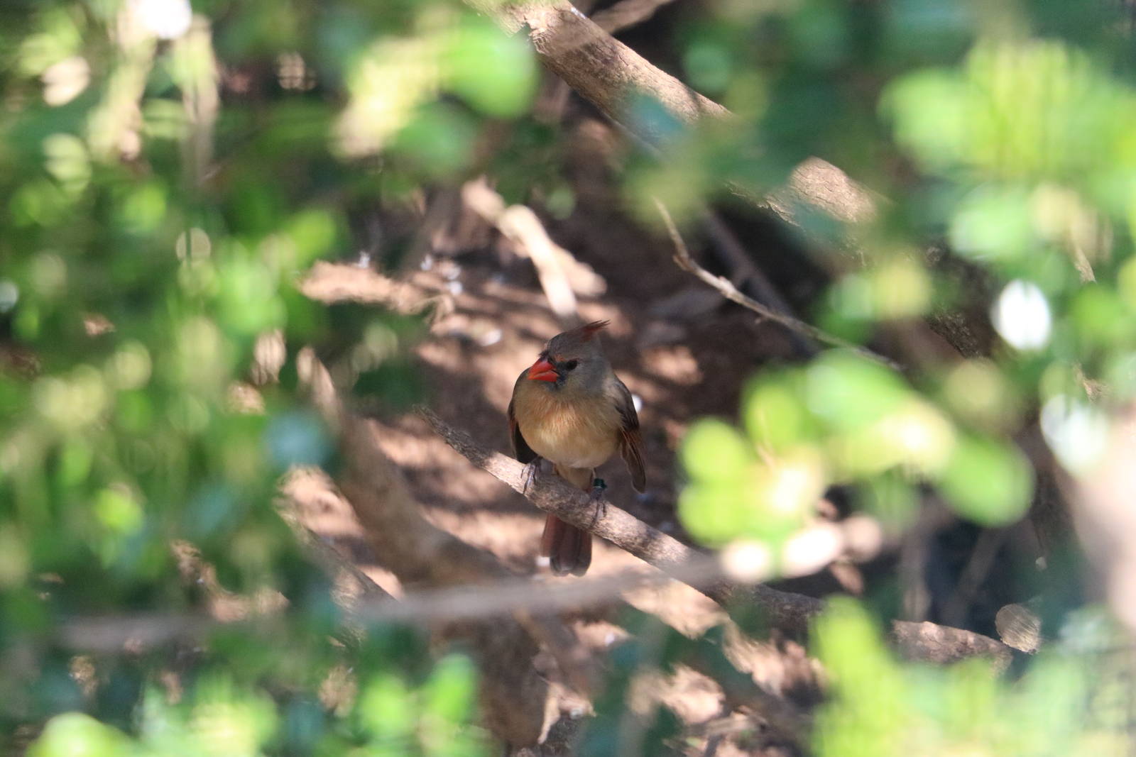 Red cardinal, February 2016