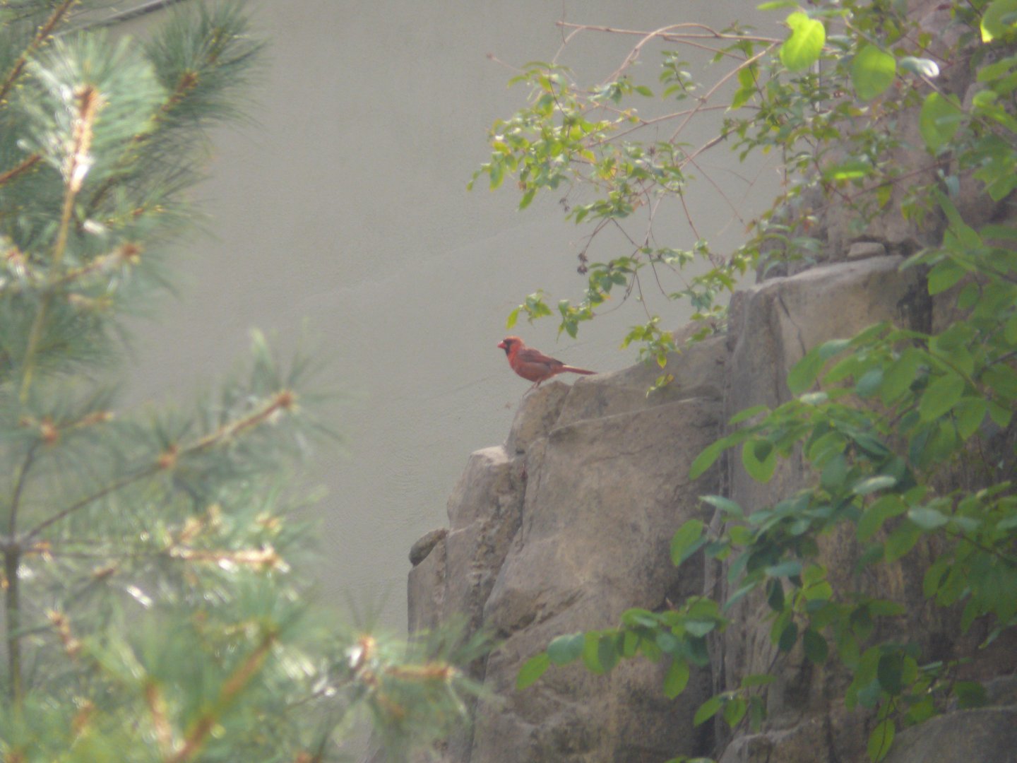 Red cardinal - reopening 31-08-2020