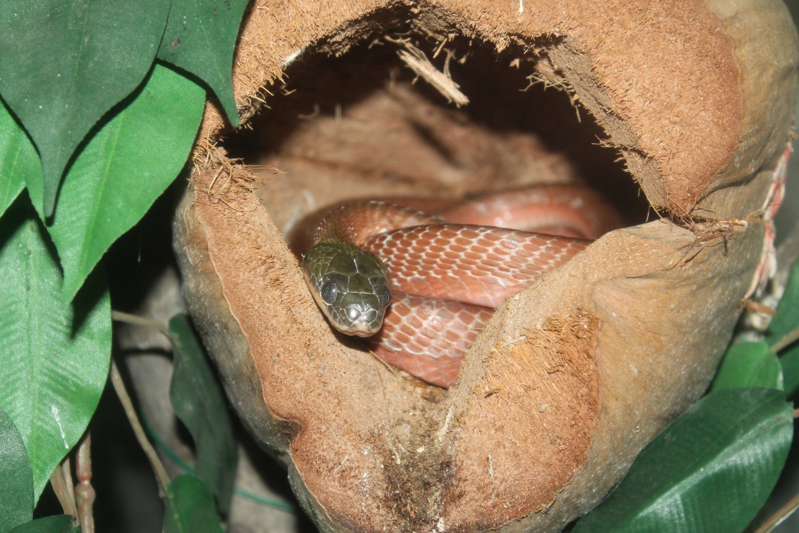 Red Cat Snake (Boiga nigriceps)