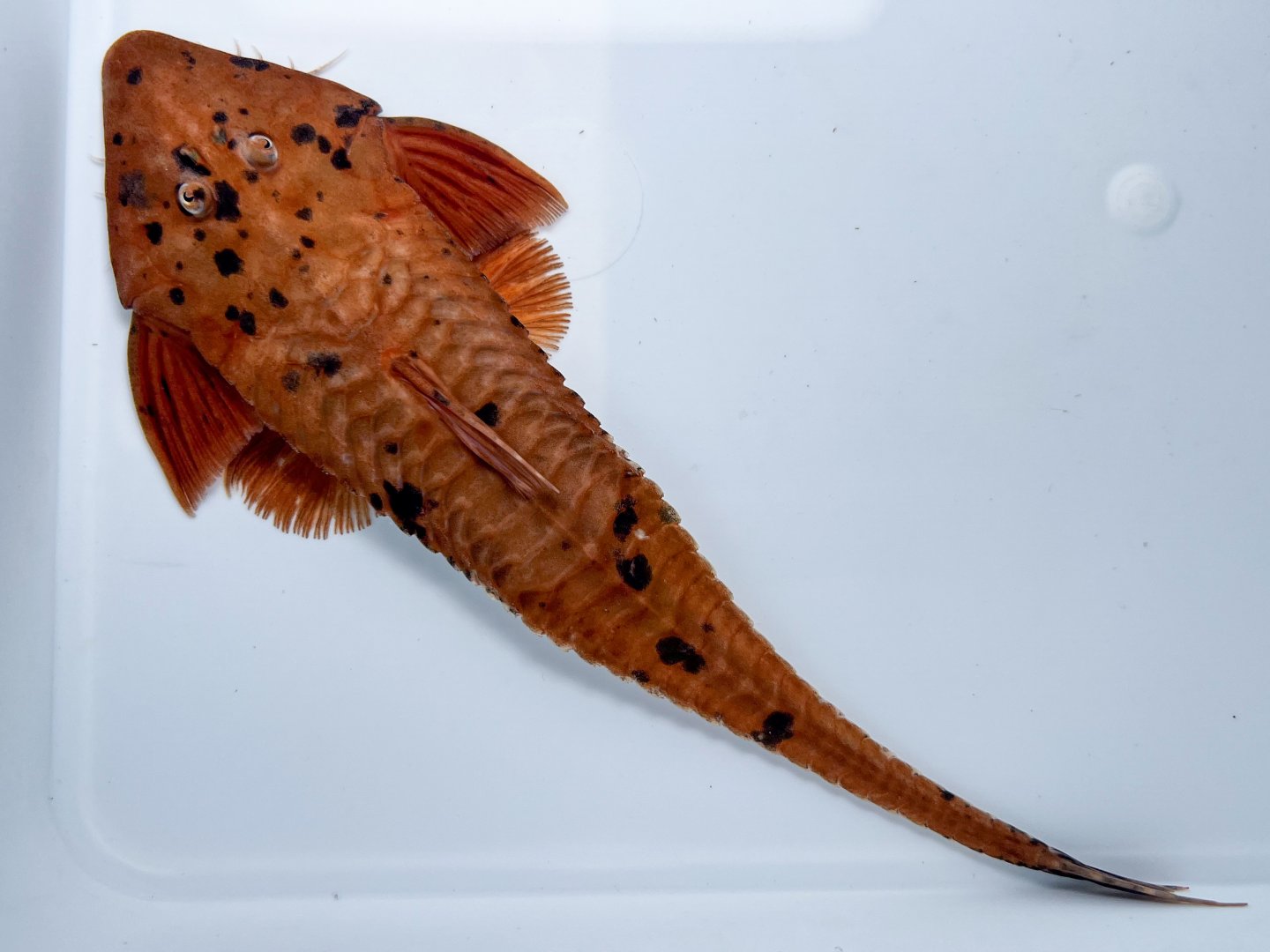 Red Chameleon Whiptail (Pseudohemiodon aff. apithanos)