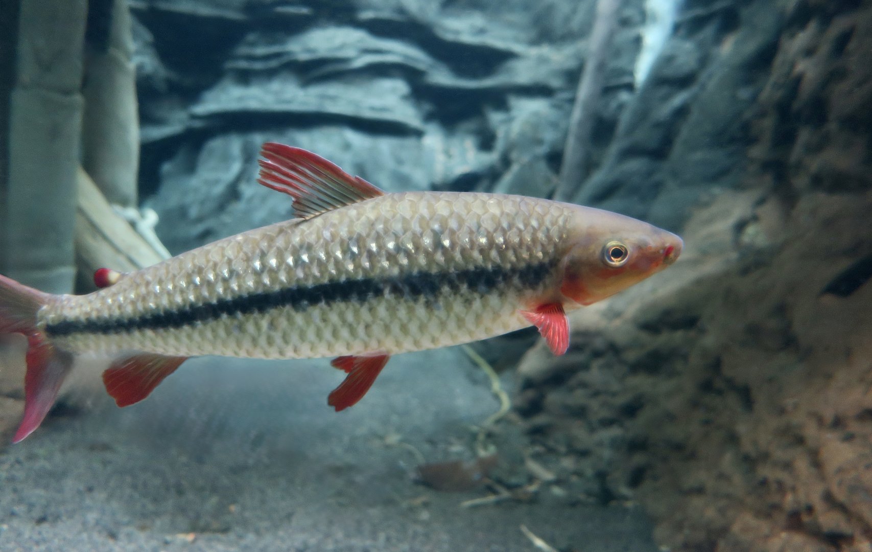 Red Cheek Leporinus (Leporinus brunneus)