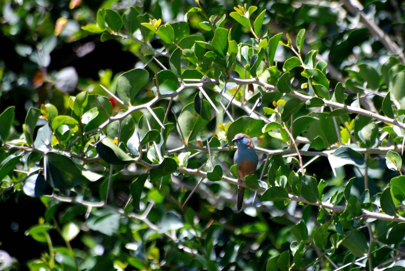 Red-cheeked Cordon Bleu at Bishoftu, 11/10/14