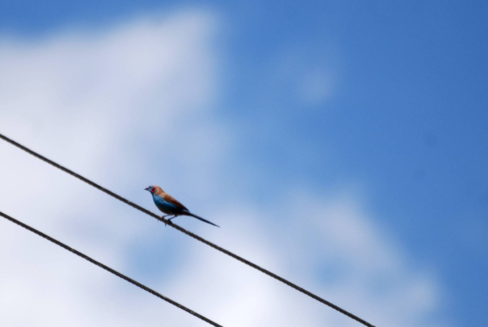 Red-cheeked Cordon Bleu at Bishoftu, 11/10/14