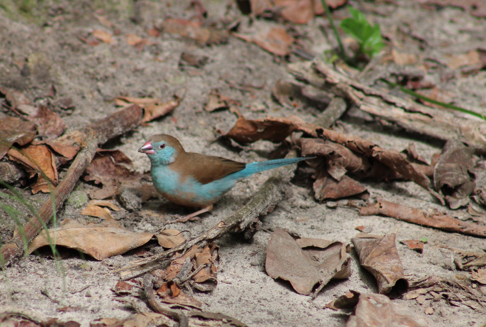Red-cheeked cordon-bleu - female