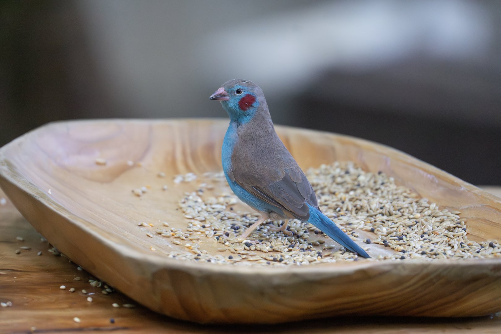Red-Cheeked Cordon Bleu Finch (Uraeginthus bengalus)