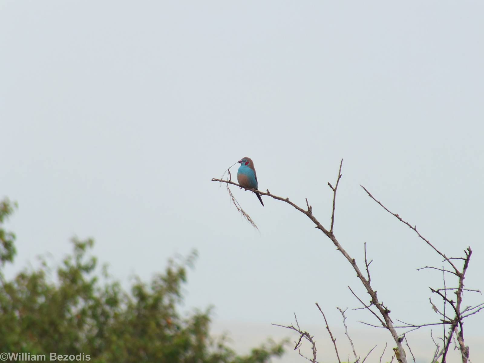Red-cheeked Cordon-bleu - Maasai Mara